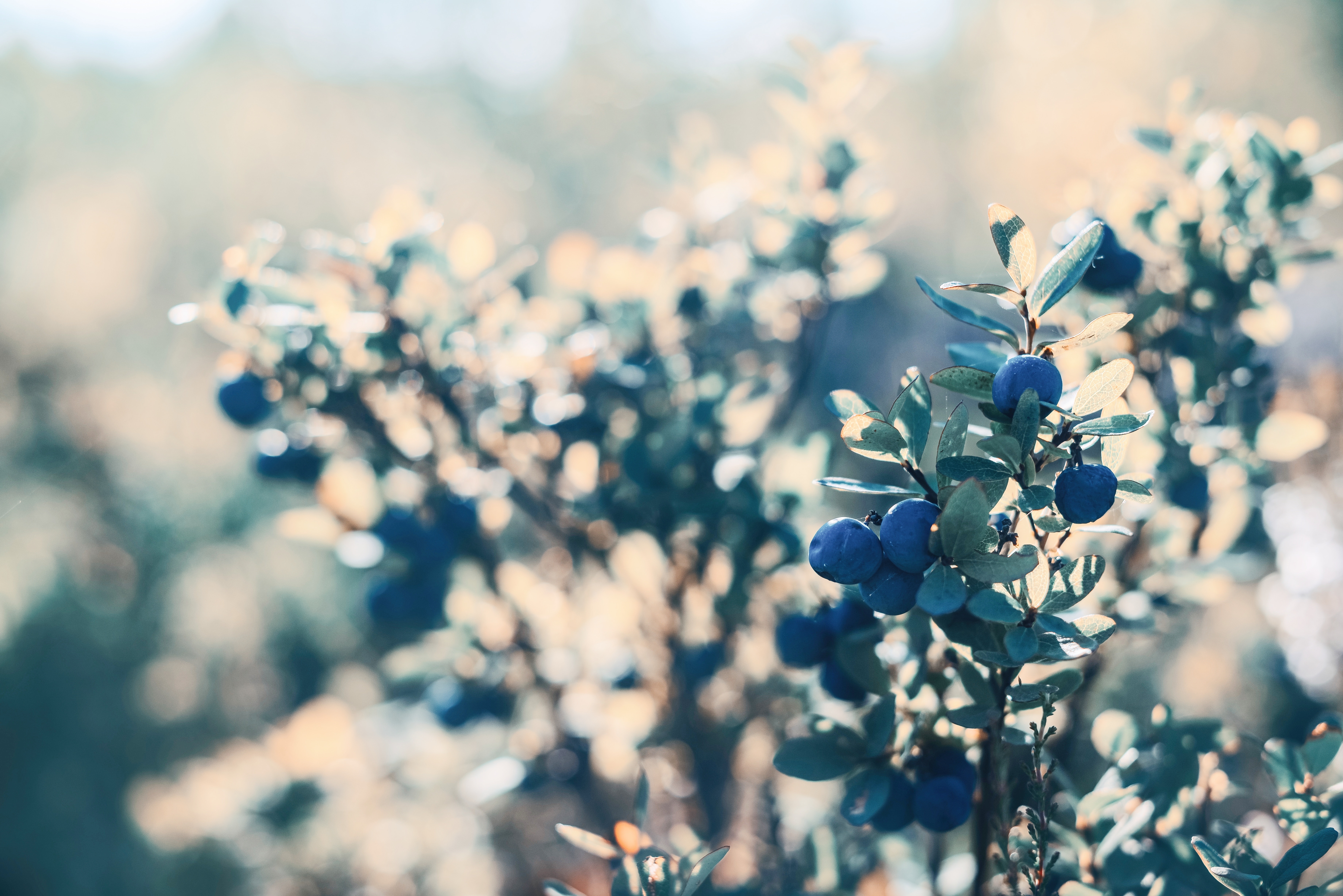 Handy-Wallpaper Blueberry, Berries, Bush, Pflanze, Makro, Busch kostenlos herunterladen.