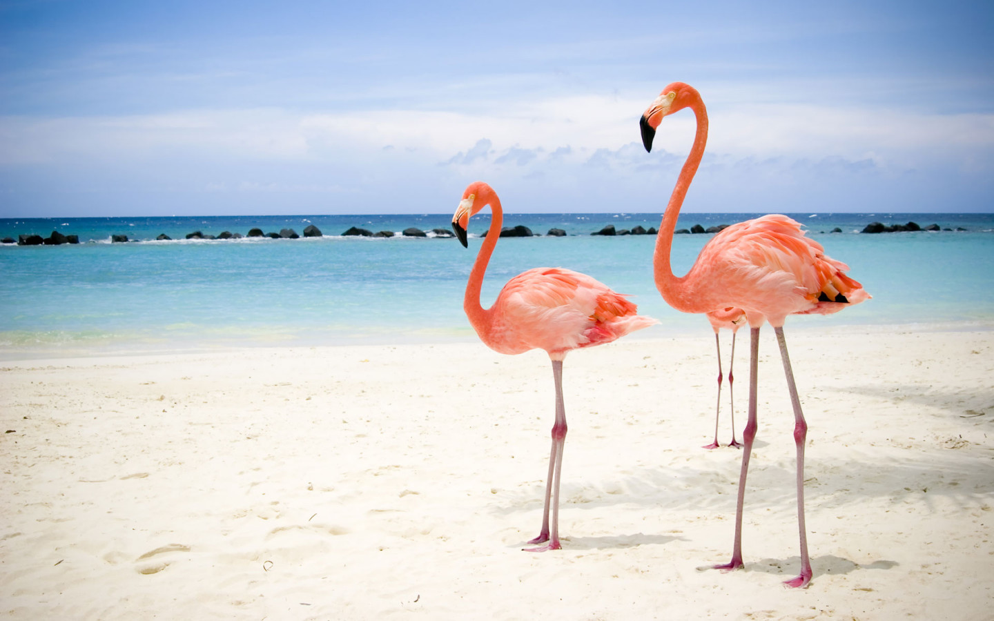 15437 Hintergrundbilder und Flamingo Bilder auf dem Desktop. Laden Sie tiere, vögel Bildschirmschoner kostenlos auf den PC herunter