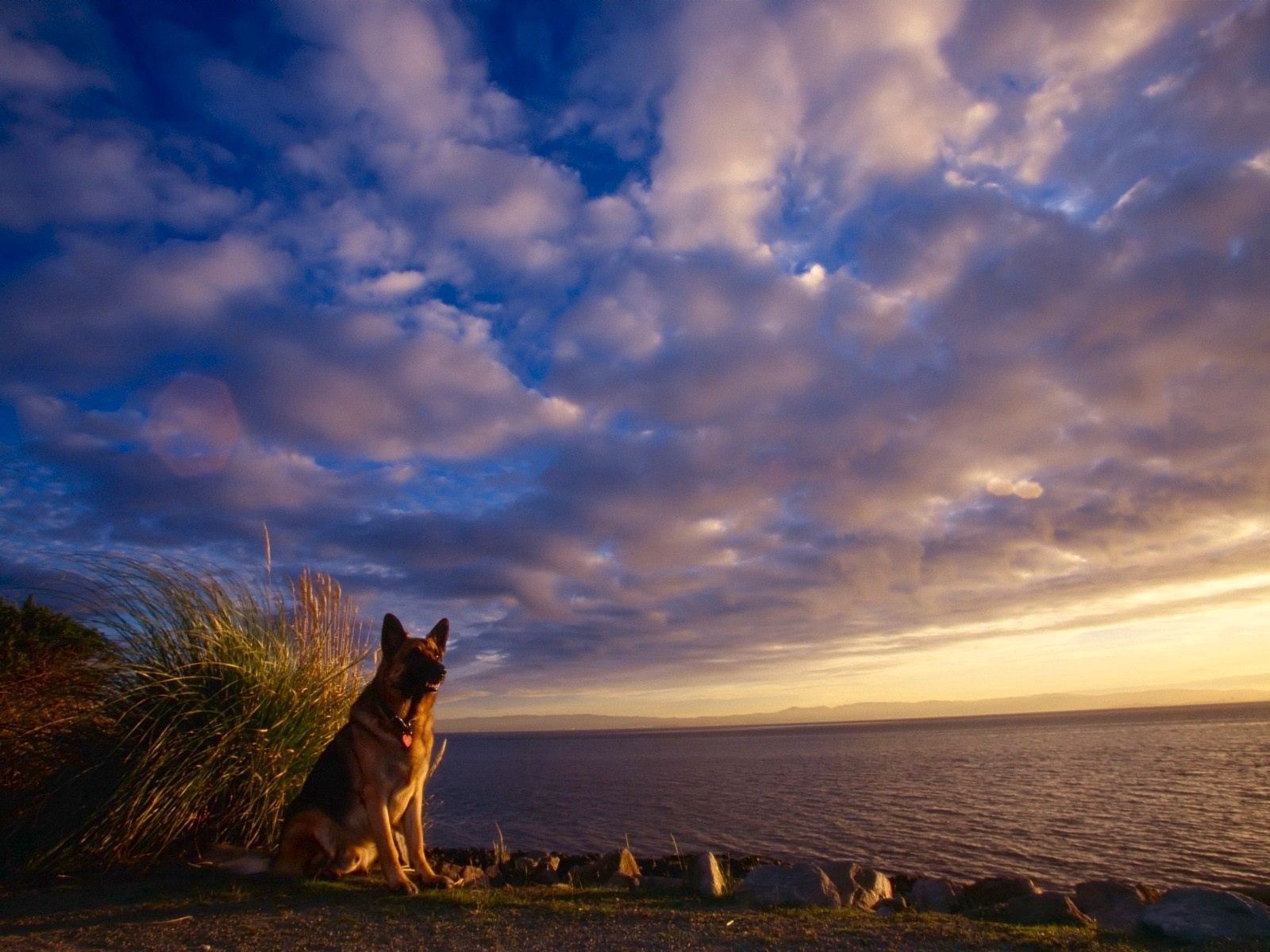 112901 Hintergrundbild herunterladen tiere, sky, sea, hund, schäferhund, schafhund, erwartung, warten - Bildschirmschoner und Bilder kostenlos