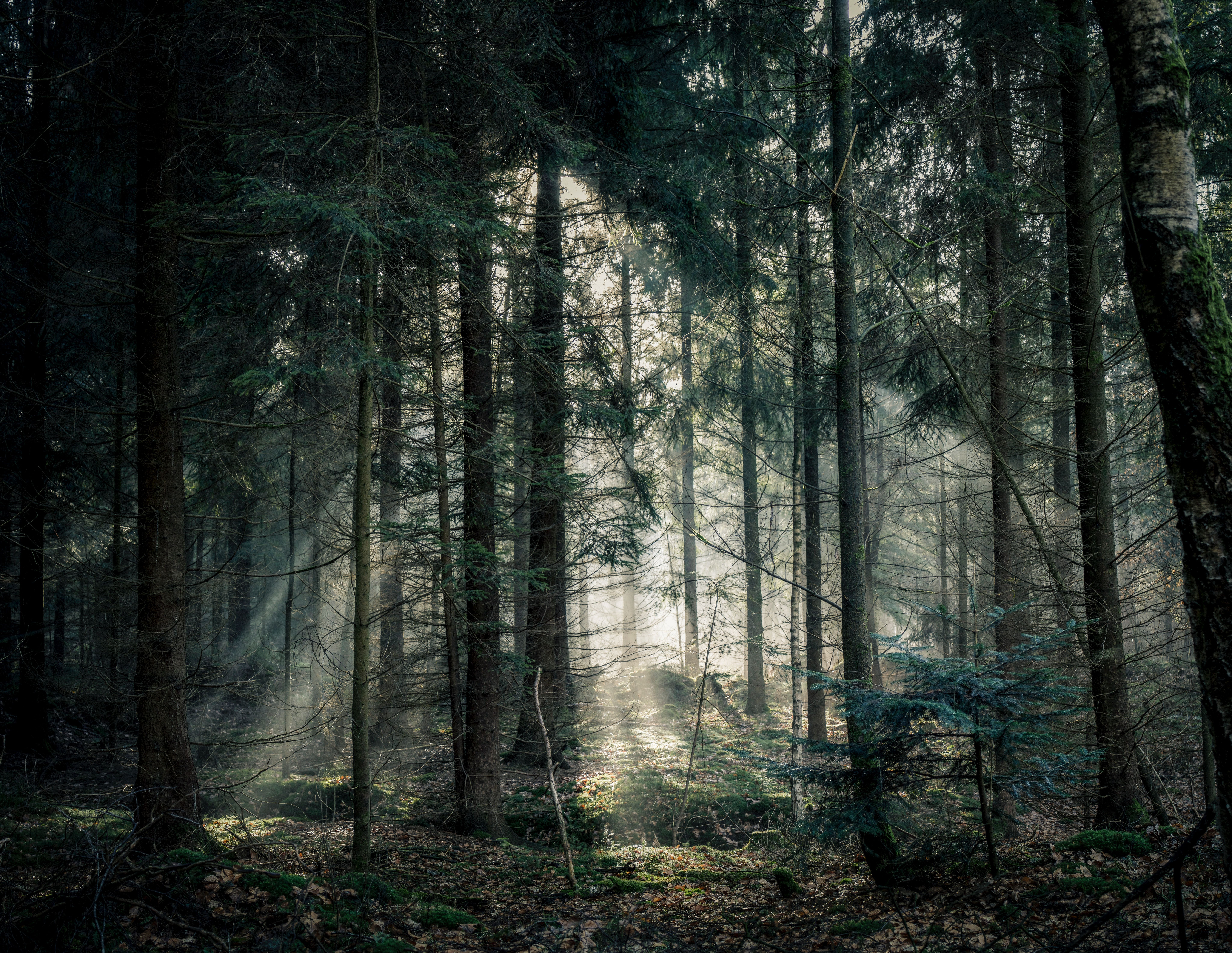 light, forest, nature, trees, shine, fog, branches