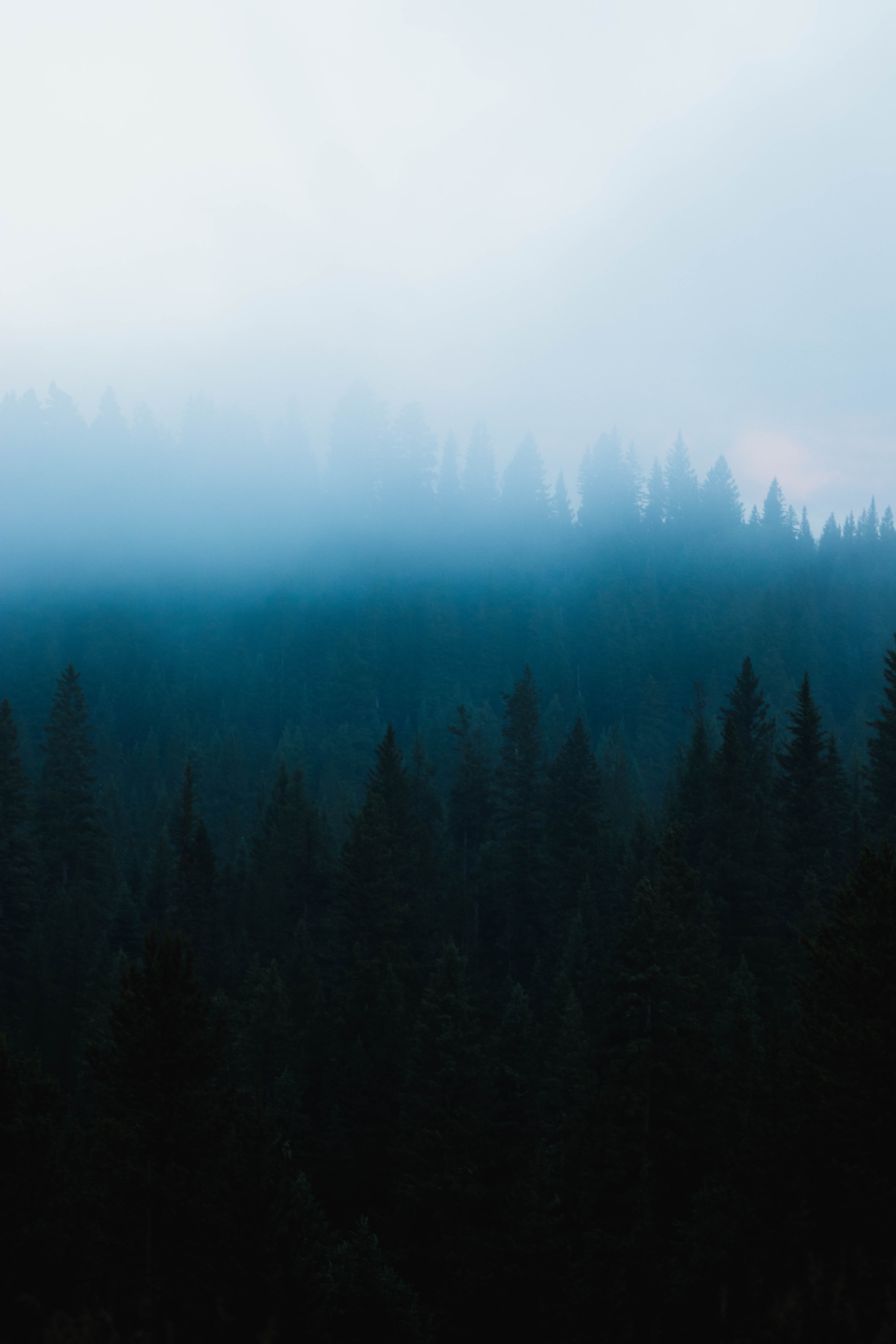 117815 Salvapantallas y fondos de pantalla Bosque en tu teléfono. Descarga imágenes de árboles, niebla, abeto, naturaleza gratis