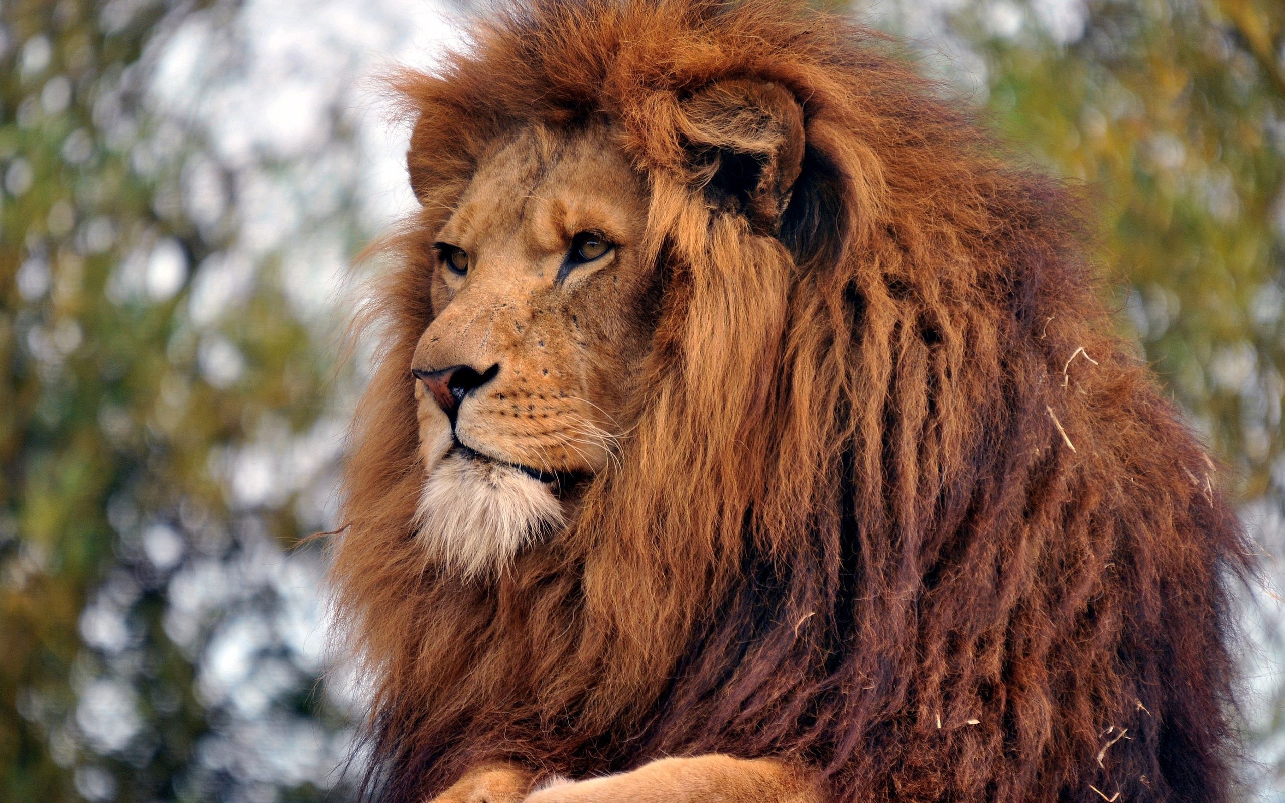 lion, muzzle, animals, predator, mane HD wallpaper