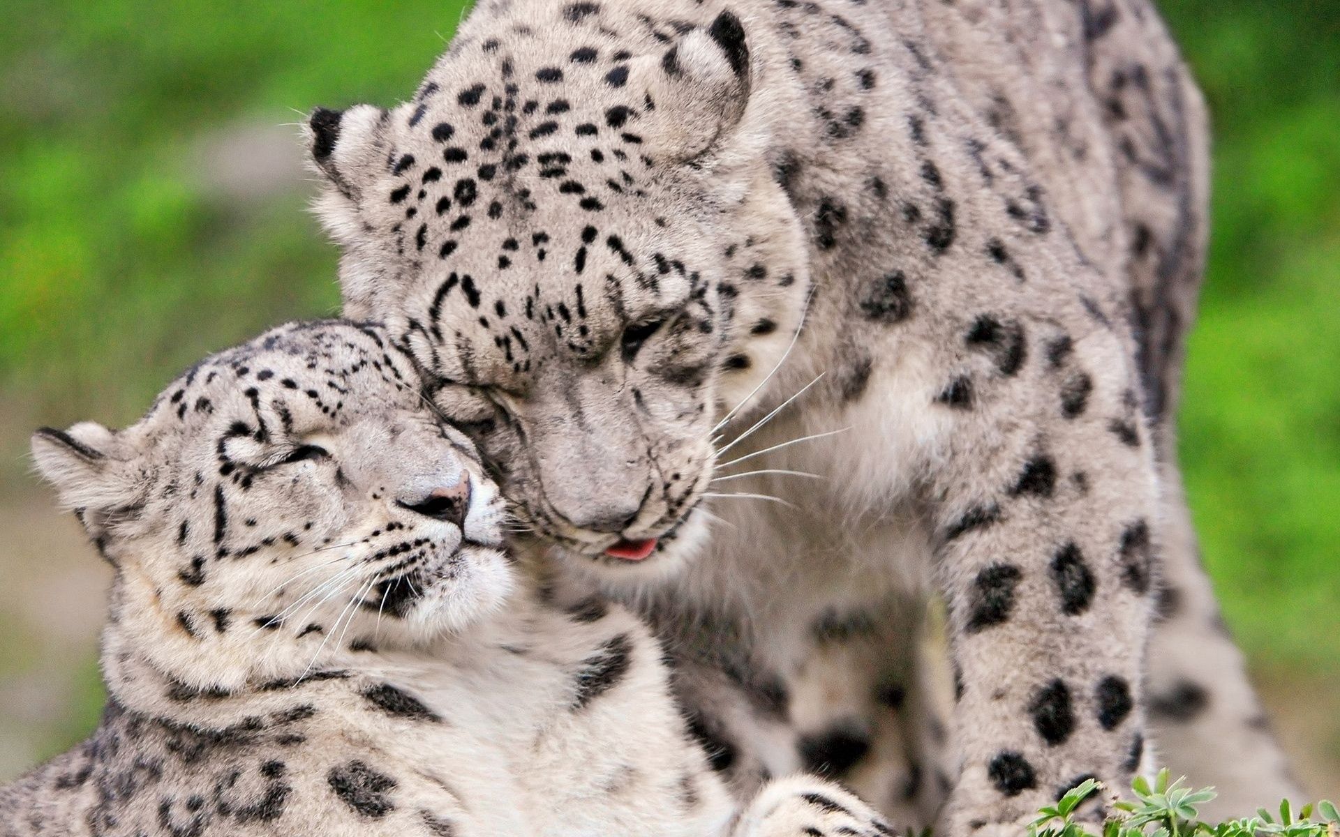 Widescreen image tenderness, snow leopard, animals, couple