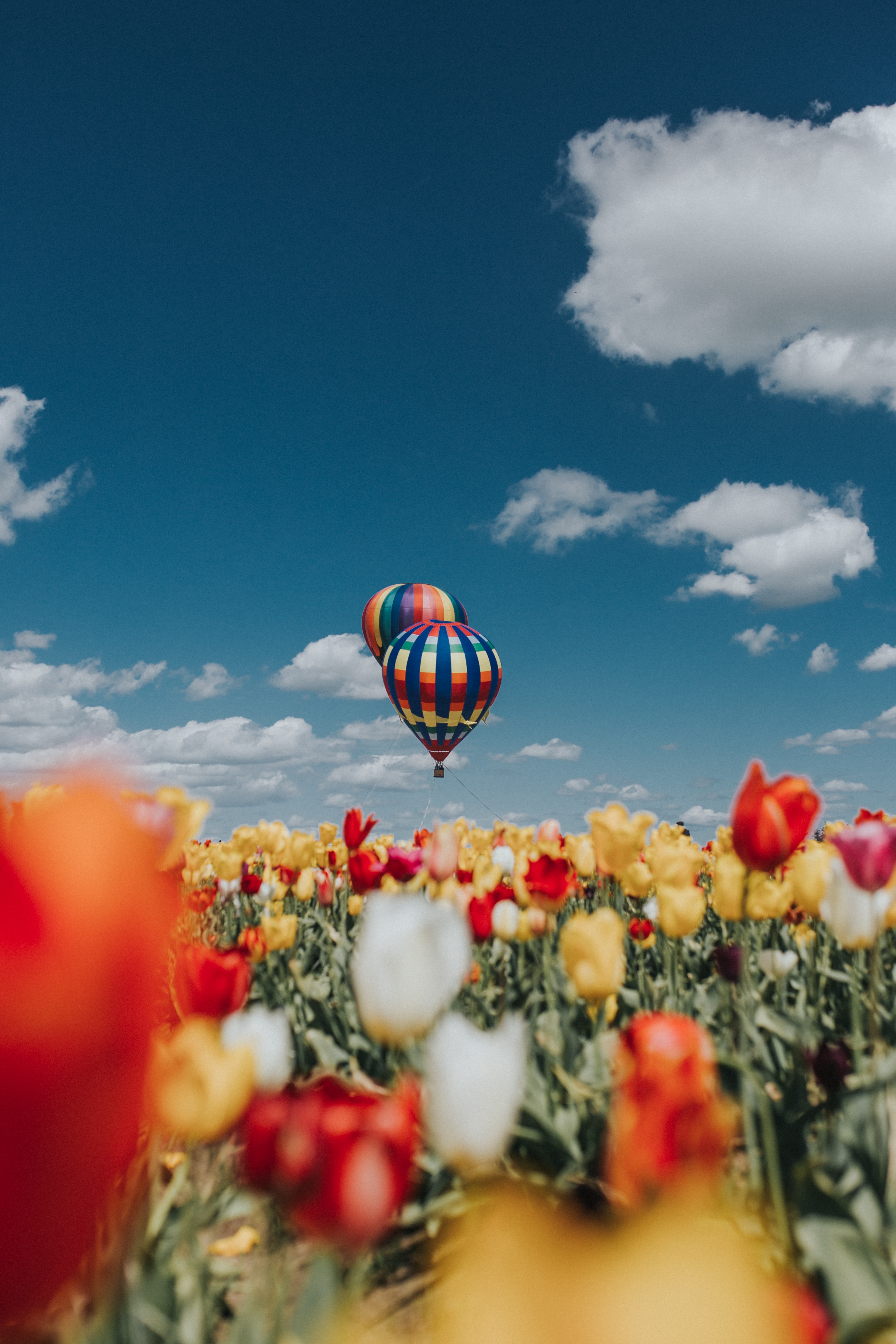 100339 Hintergrundbild herunterladen tulpen, natur, sky, feld, luftballon, ballon - Bildschirmschoner und Bilder kostenlos