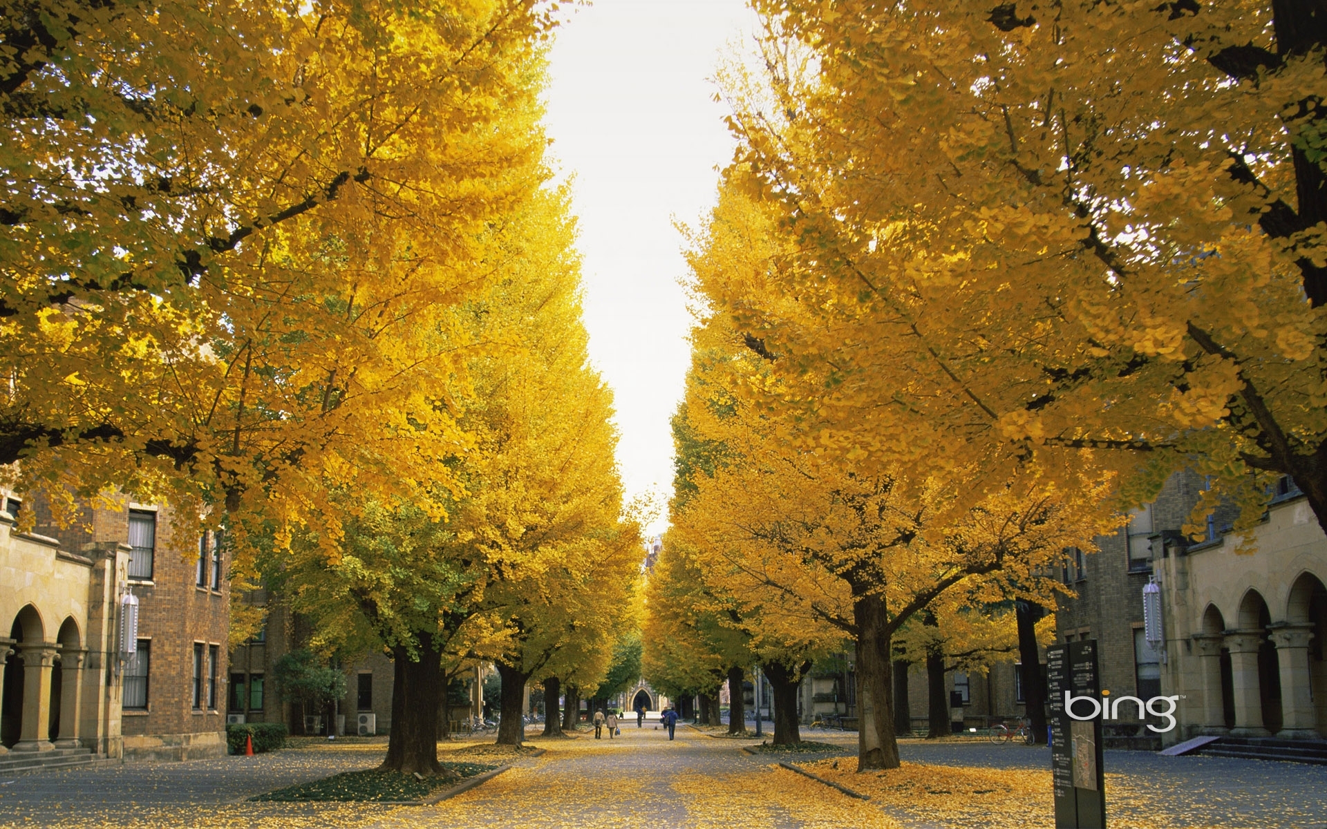 24450 скачать обои улицы, пейзаж, деревья, осень, листья, желтые - заставки и картинки бесплатно