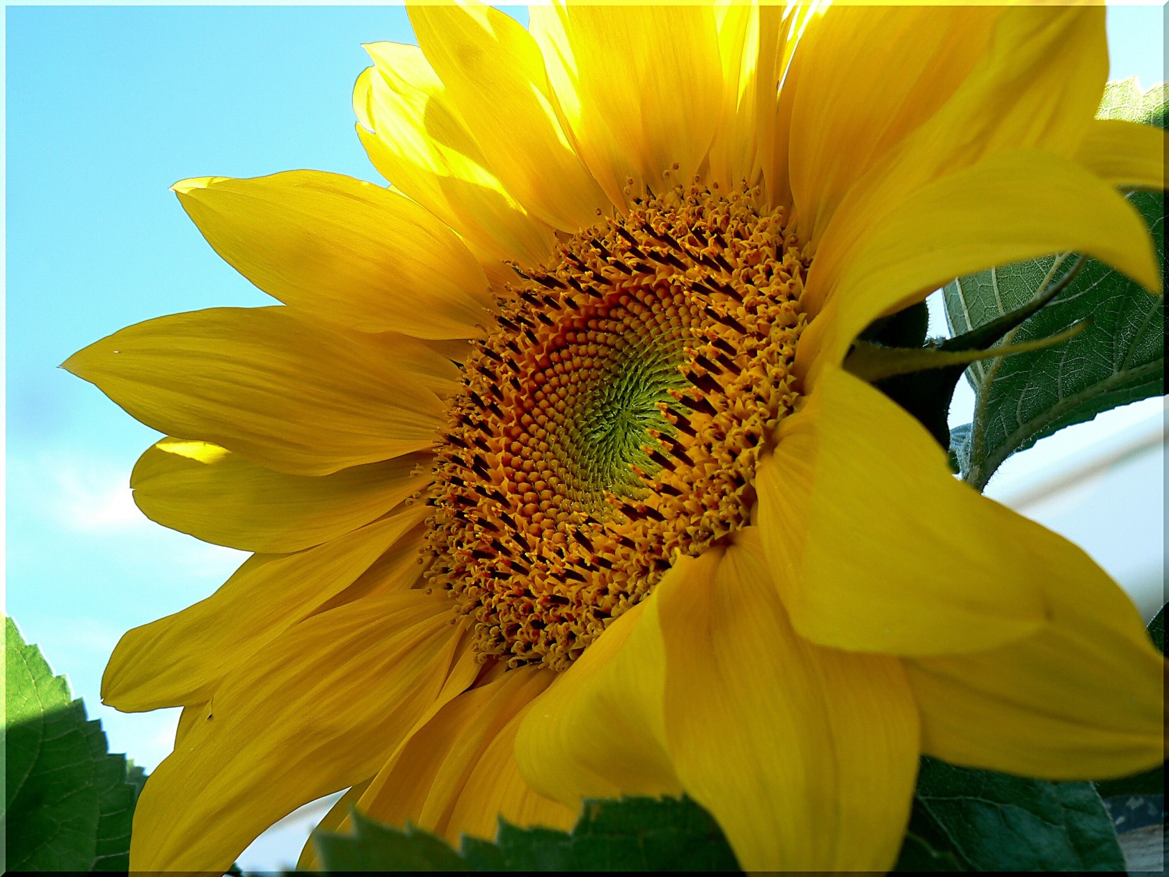 flowers, earth, sunflower, yellow