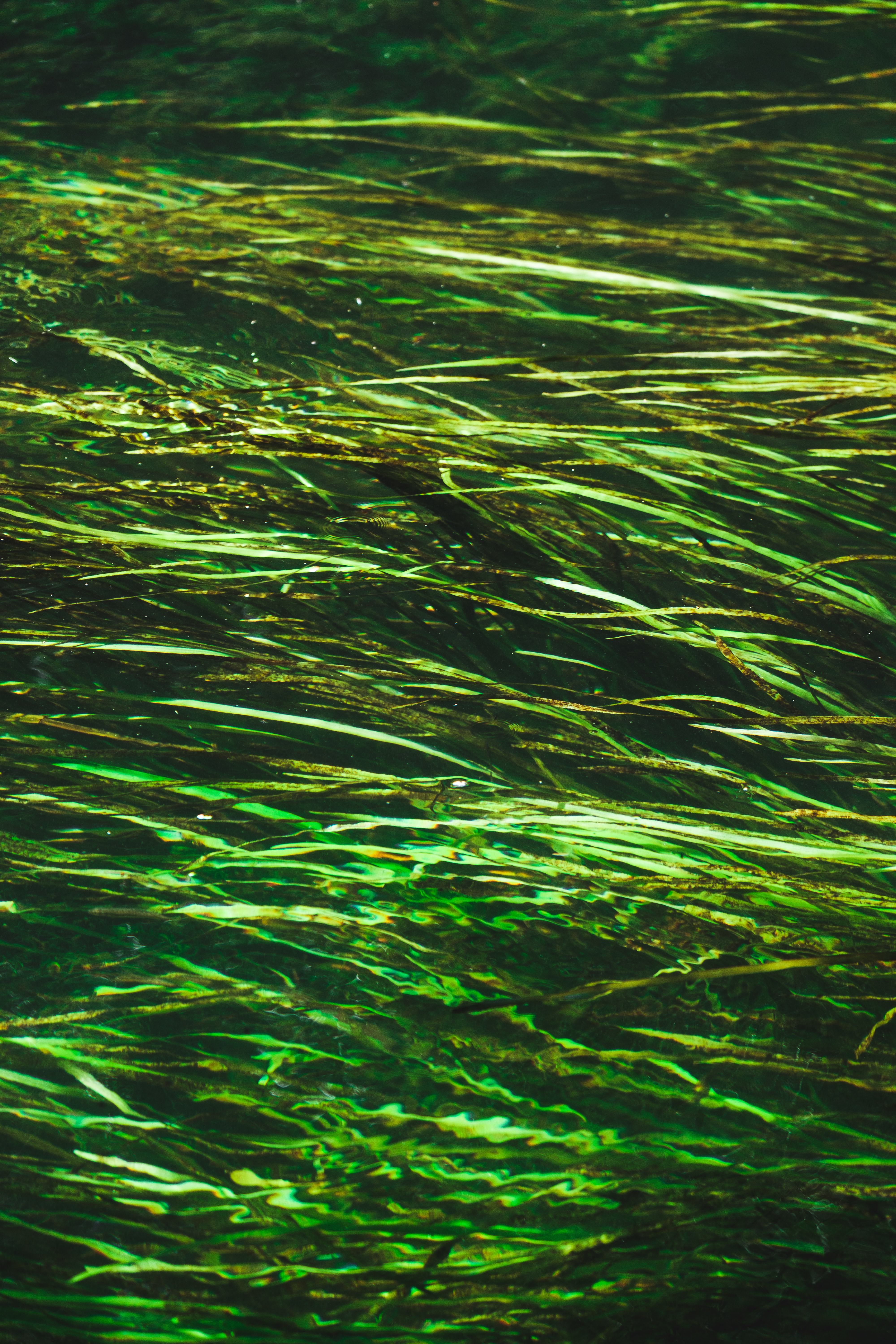 144815 Bildschirmschoner und Hintergrundbilder Algen auf Ihrem Telefon. Laden Sie natur, wasser, blendung, verzerrung, seetang, algen Bilder kostenlos herunter
