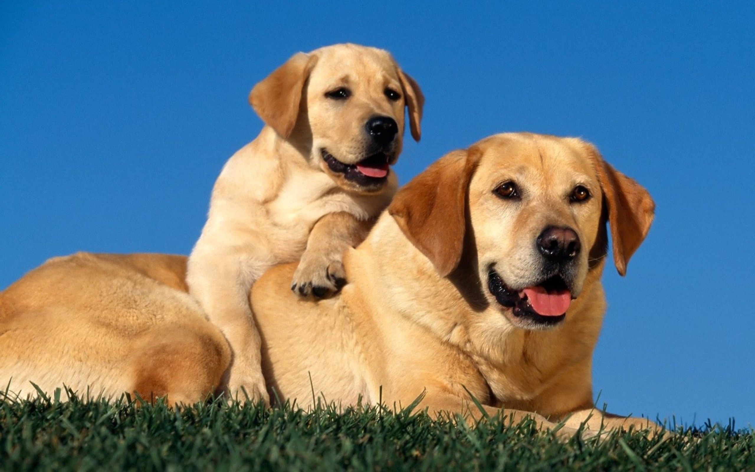 52434 Bildschirmschoner und Hintergrundbilder Labradors auf Ihrem Telefon. Laden Sie tiere, paar, labradore, hündchen Bilder kostenlos herunter