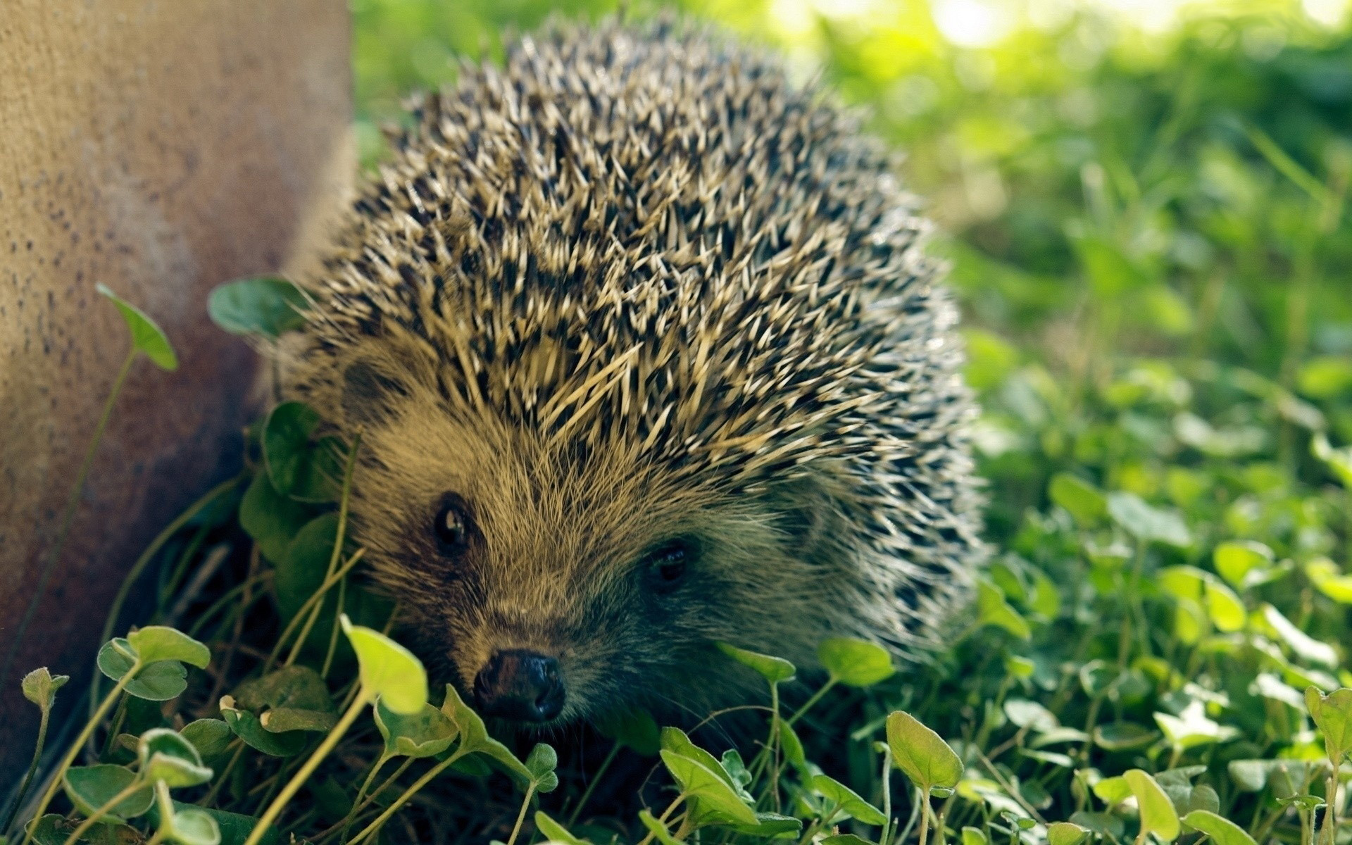 42435 download wallpaper animals, hedgehogs screensavers and pictures for free