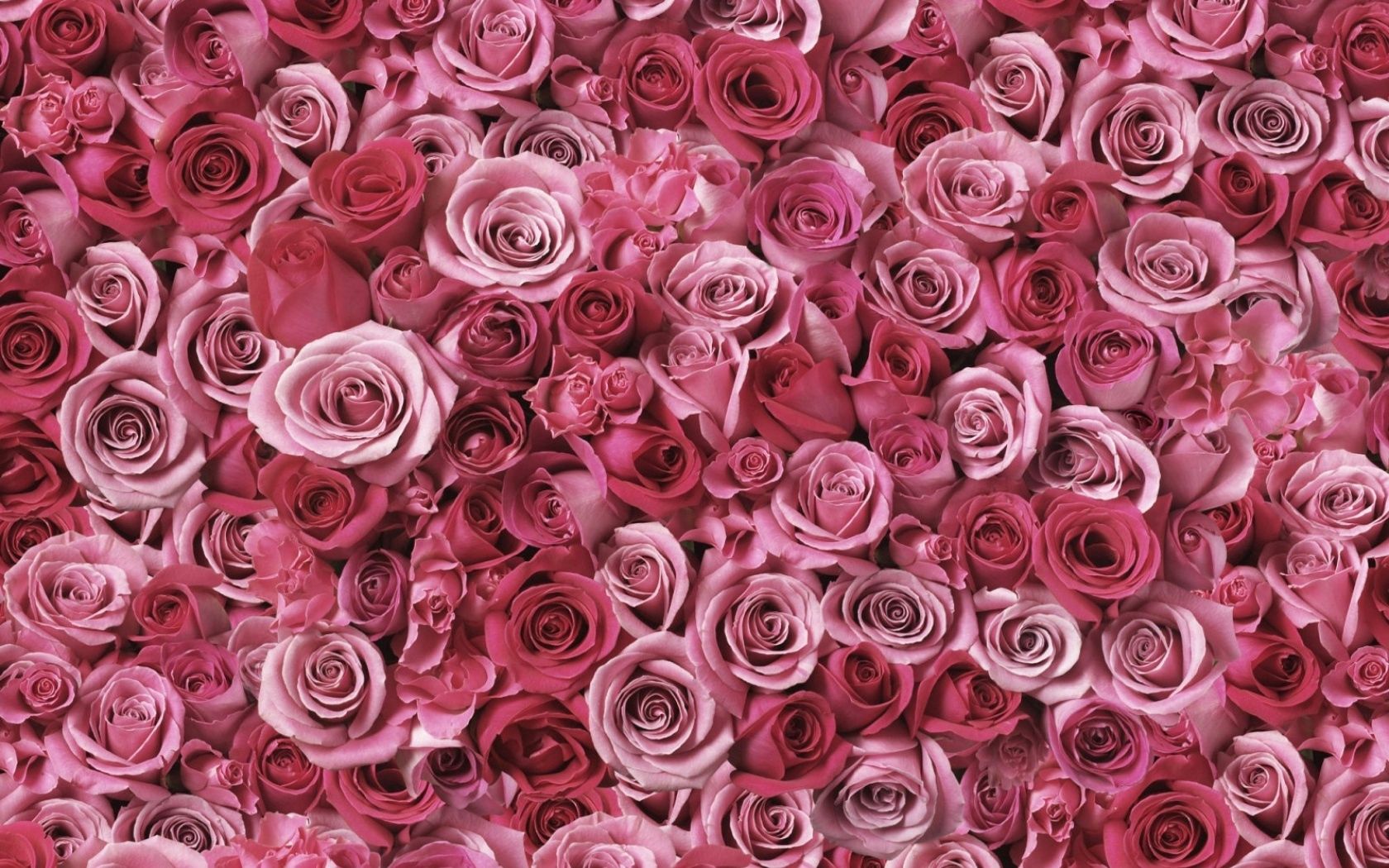 Handy-Wallpaper Roses, Blumen, Knospen, Viel kostenlos herunterladen.