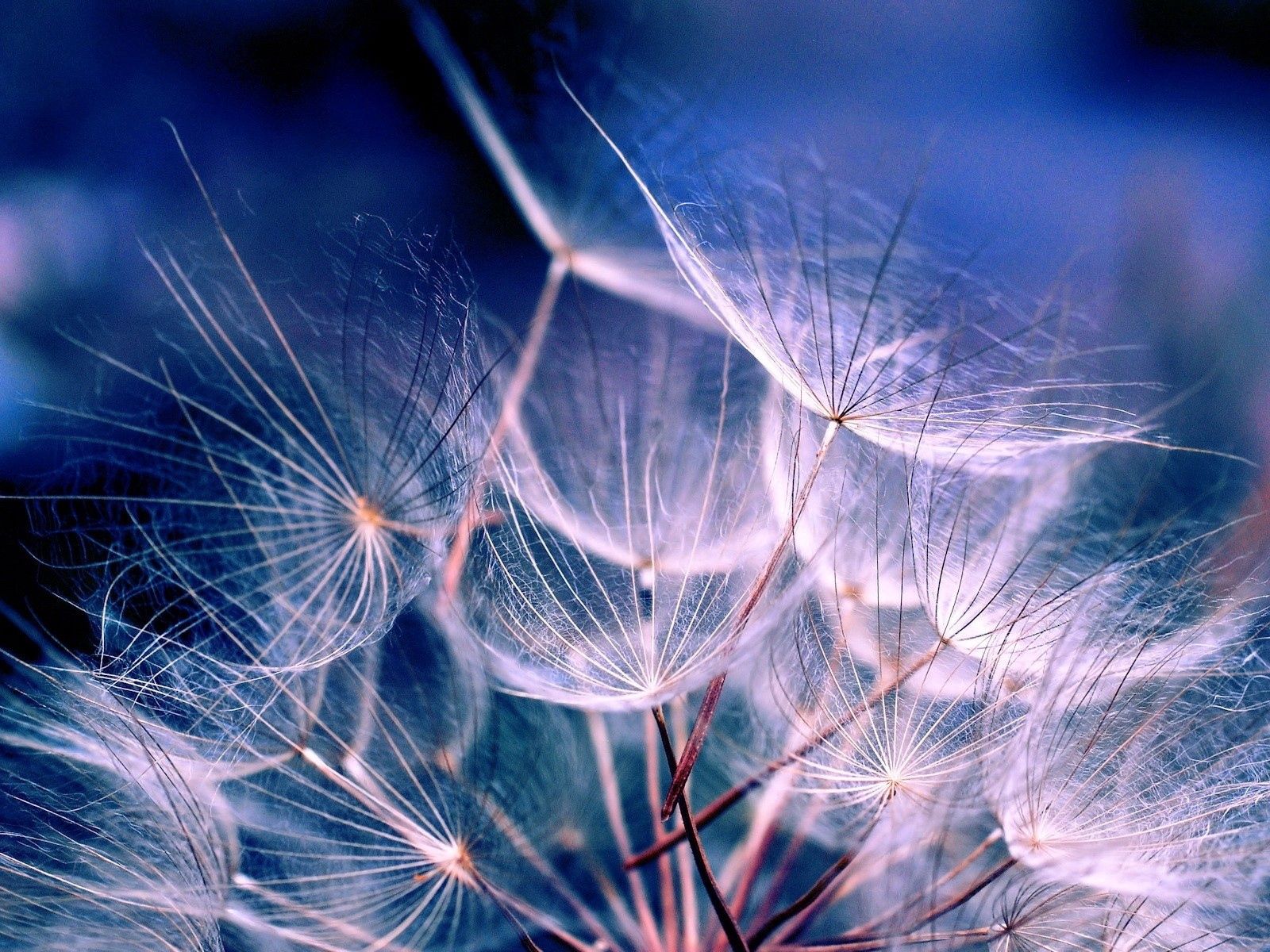 dandelion, white, macro, fuzz, fluff, air, seeds, seed, aerial High Definition image