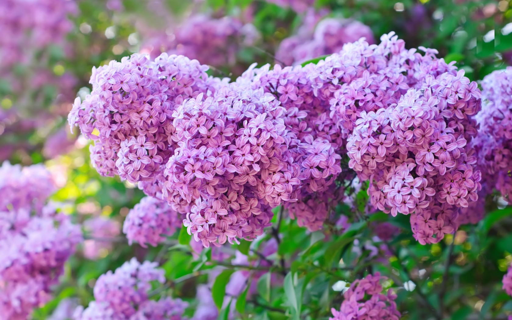 29636 Hintergrundbild herunterladen pflanzen, blumen, lilac, violett - Bildschirmschoner und Bilder kostenlos