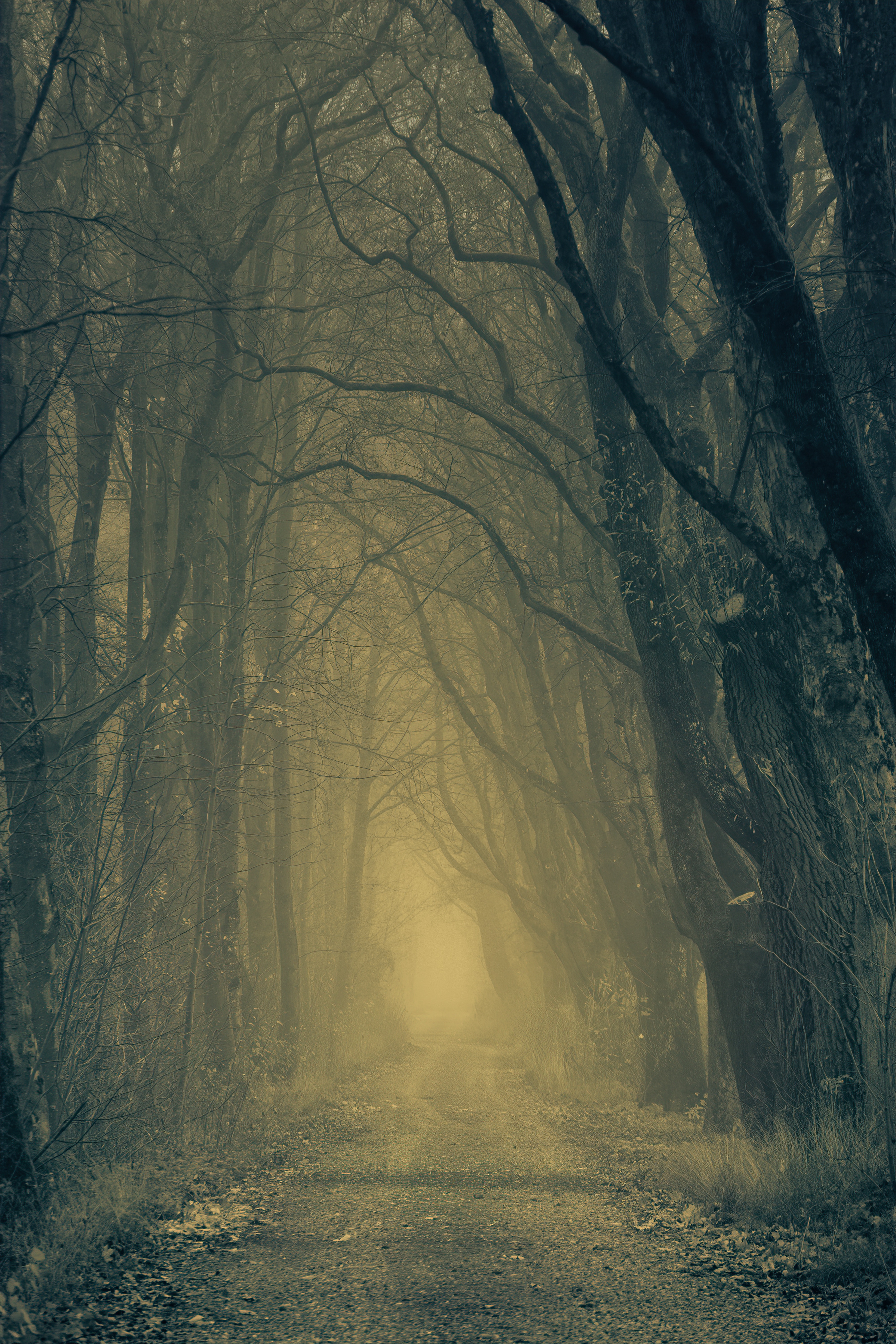 HD photos fog, gloomy, forest, trees