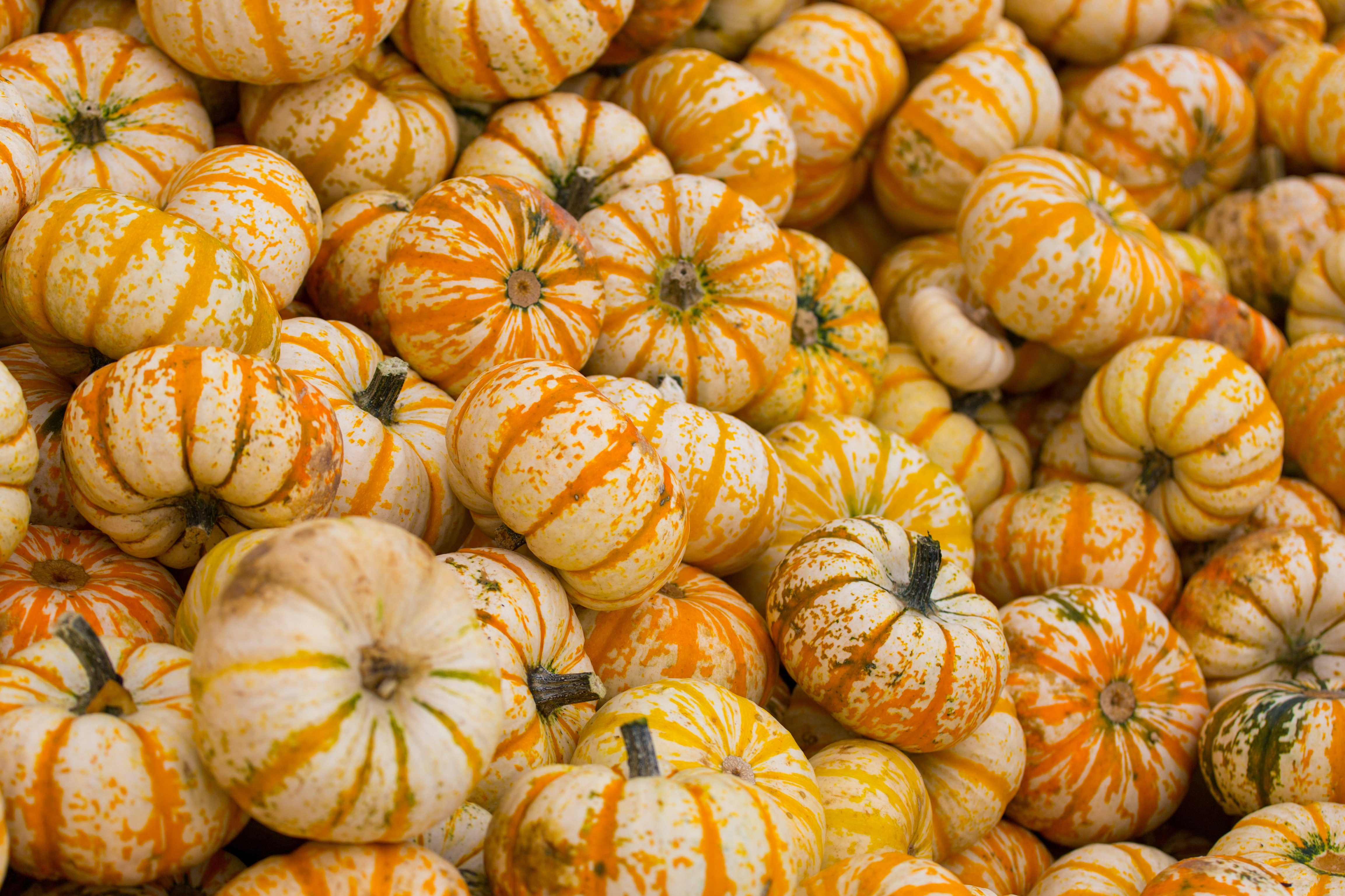 food, autumn, vegetable, harvest Pumpkin Cellphone FHD pic