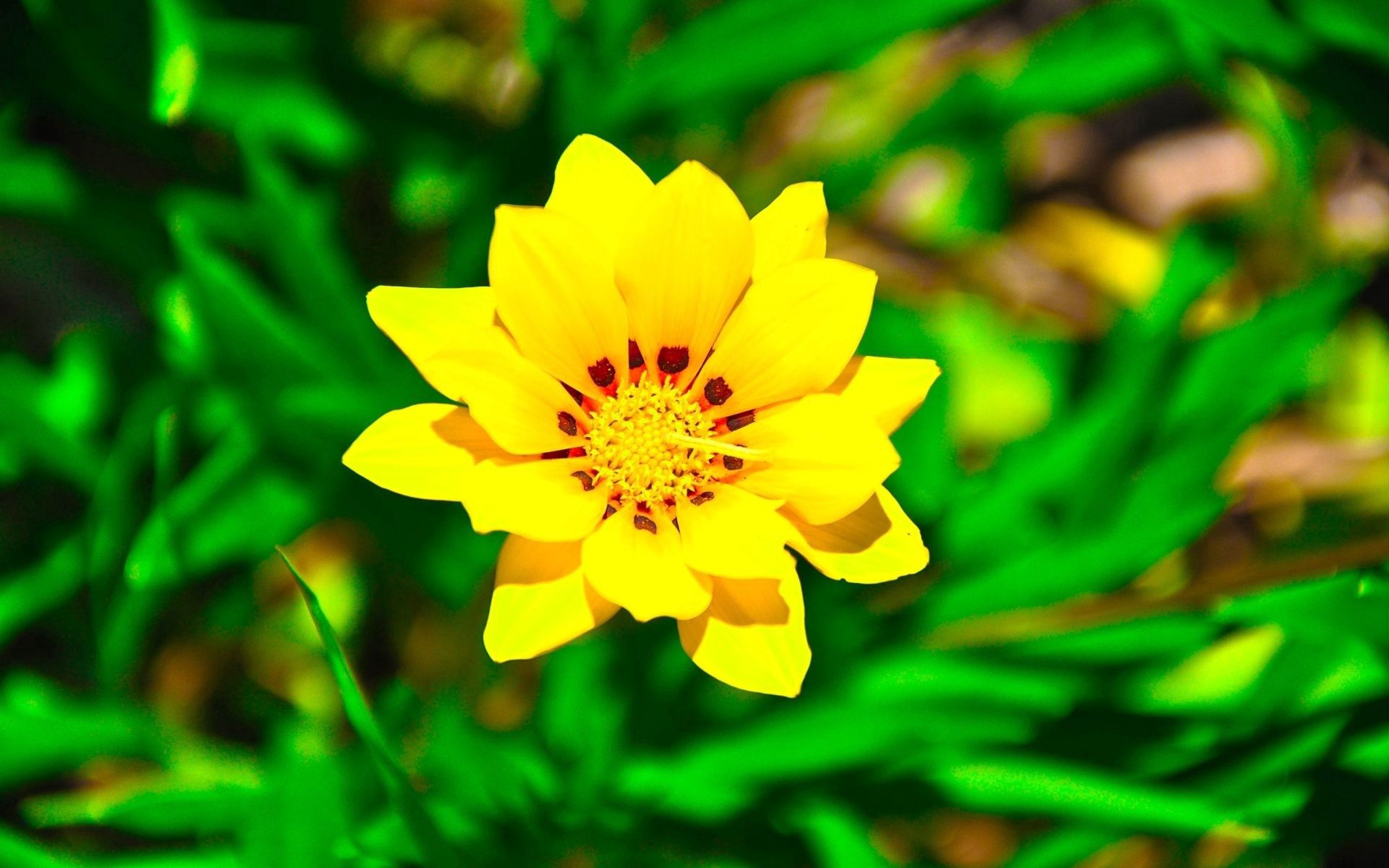 Mobile Wallpaper: Free HD Download [HQ] solar, flower, flowers, petals