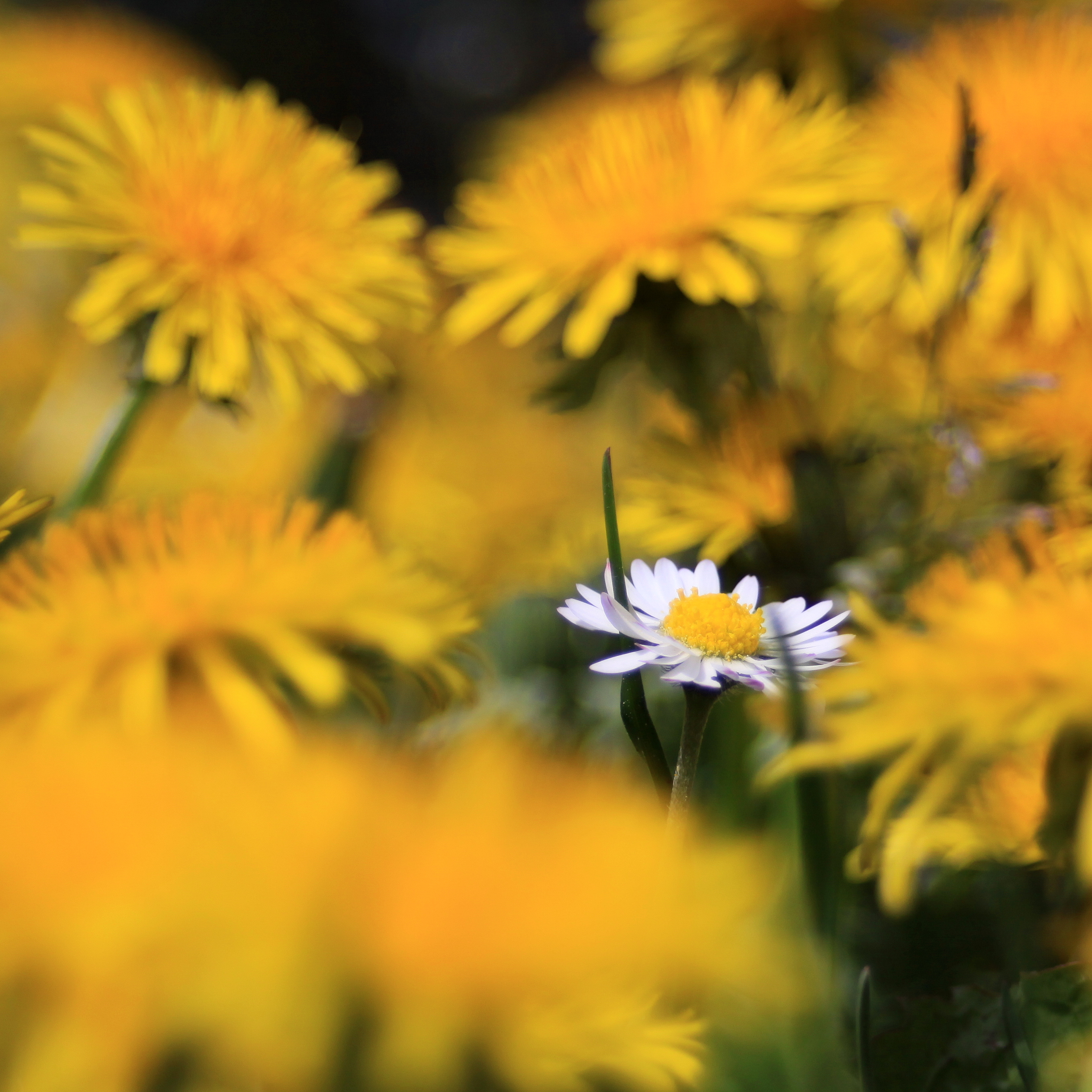 summer, wild flower, blur, chamomile Lock Screen Images