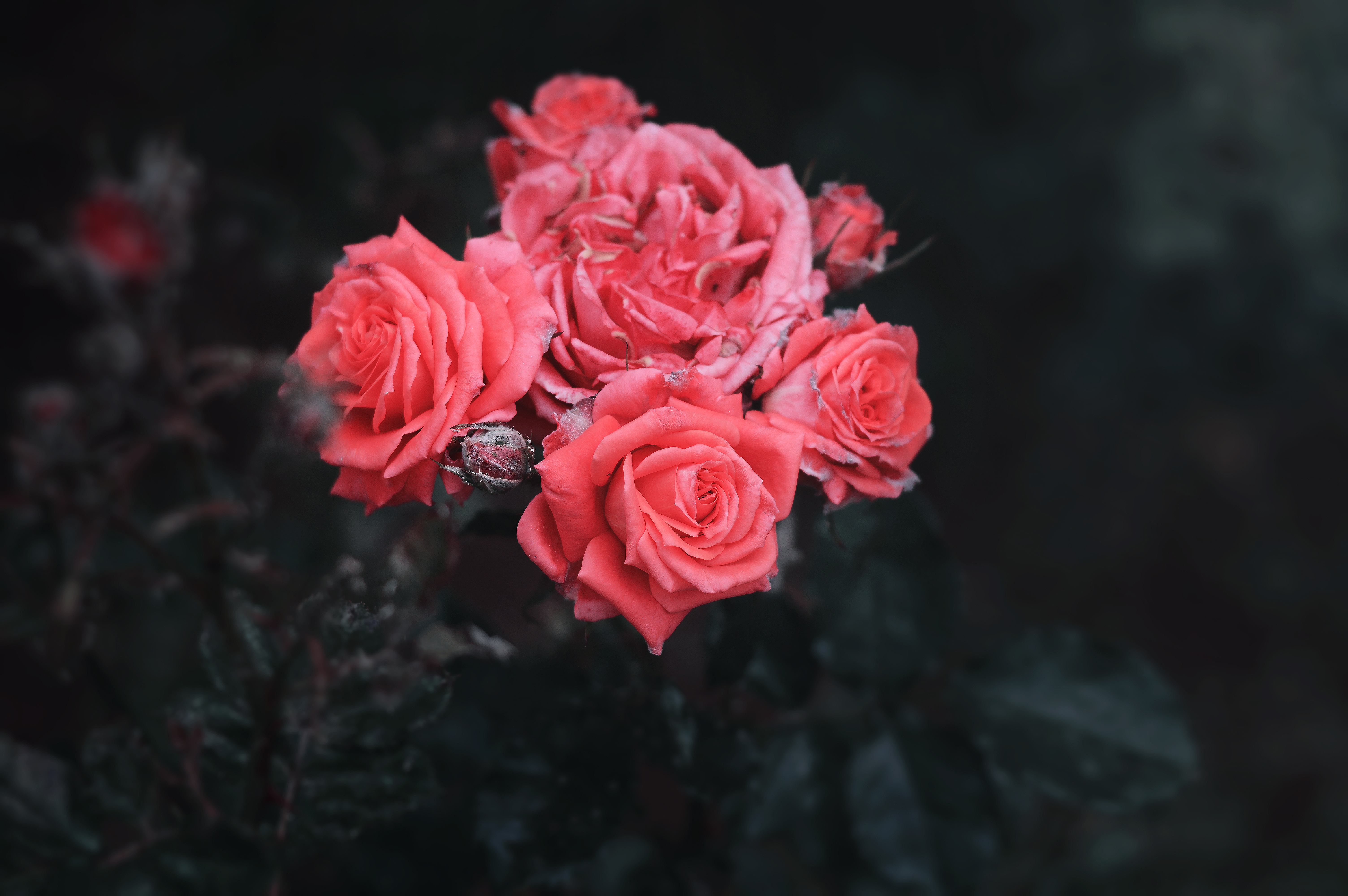 106957 descargar fondo de pantalla flores, roses, arbusto, cogollos, brotes: protectores de pantalla e imágenes gratis