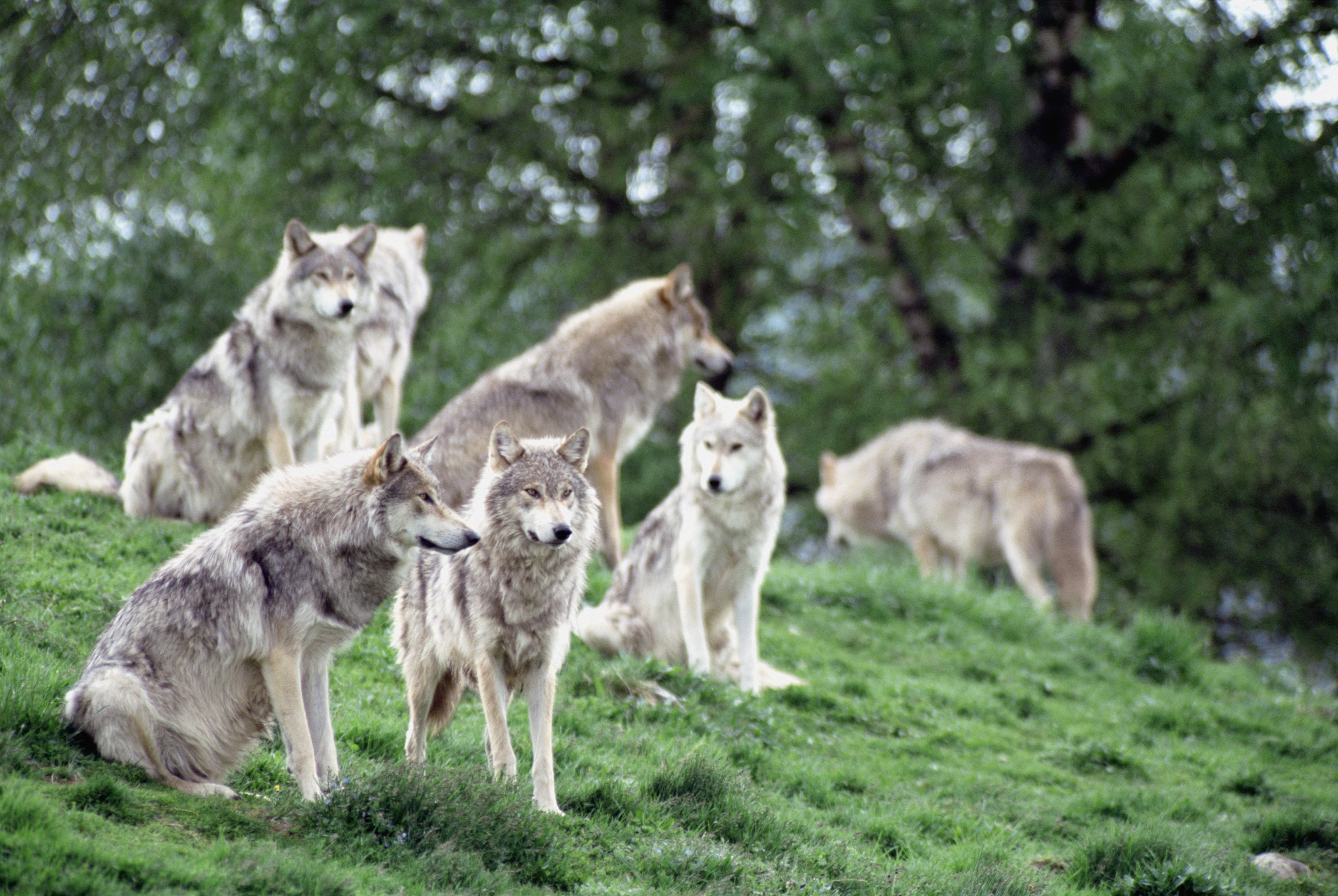 animals, wolfs, flock New Lock Screen Backgrounds