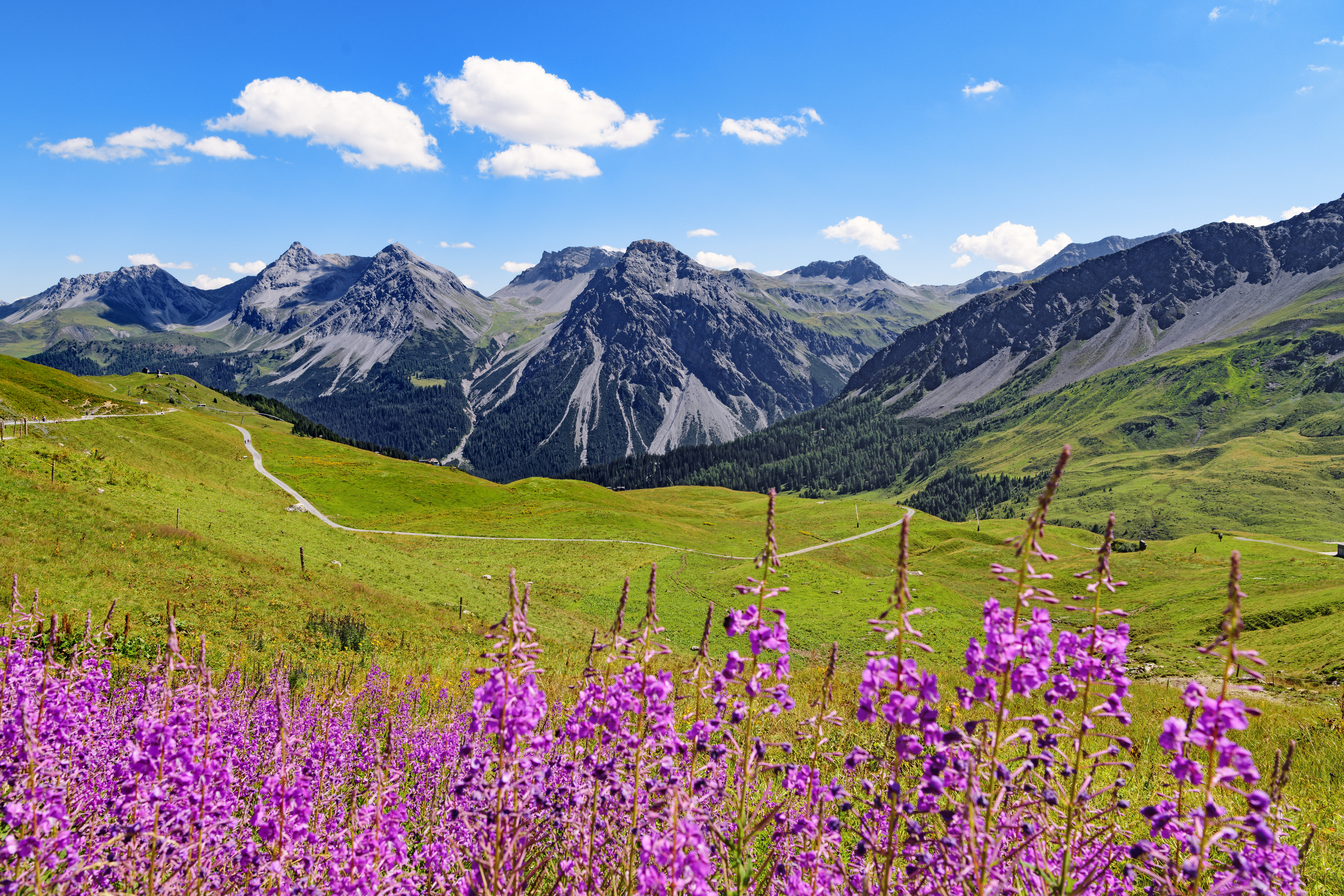 142424 Hintergrundbilder und Wildblumen Bilder auf dem Desktop. Laden Sie mountains, oberteile, scheitelpunkt, natur Bildschirmschoner kostenlos auf den PC herunter