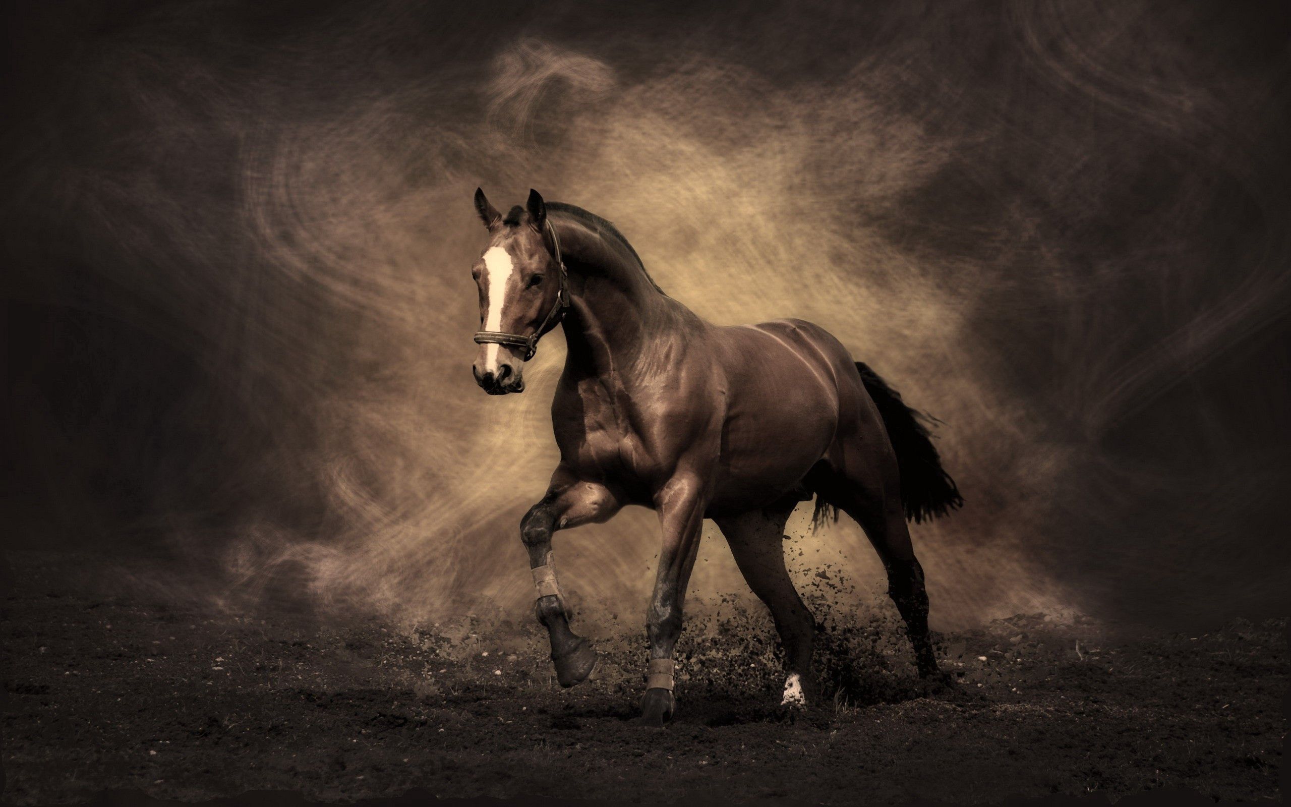 dust, smoke, animals, shadow, color, horse phone background