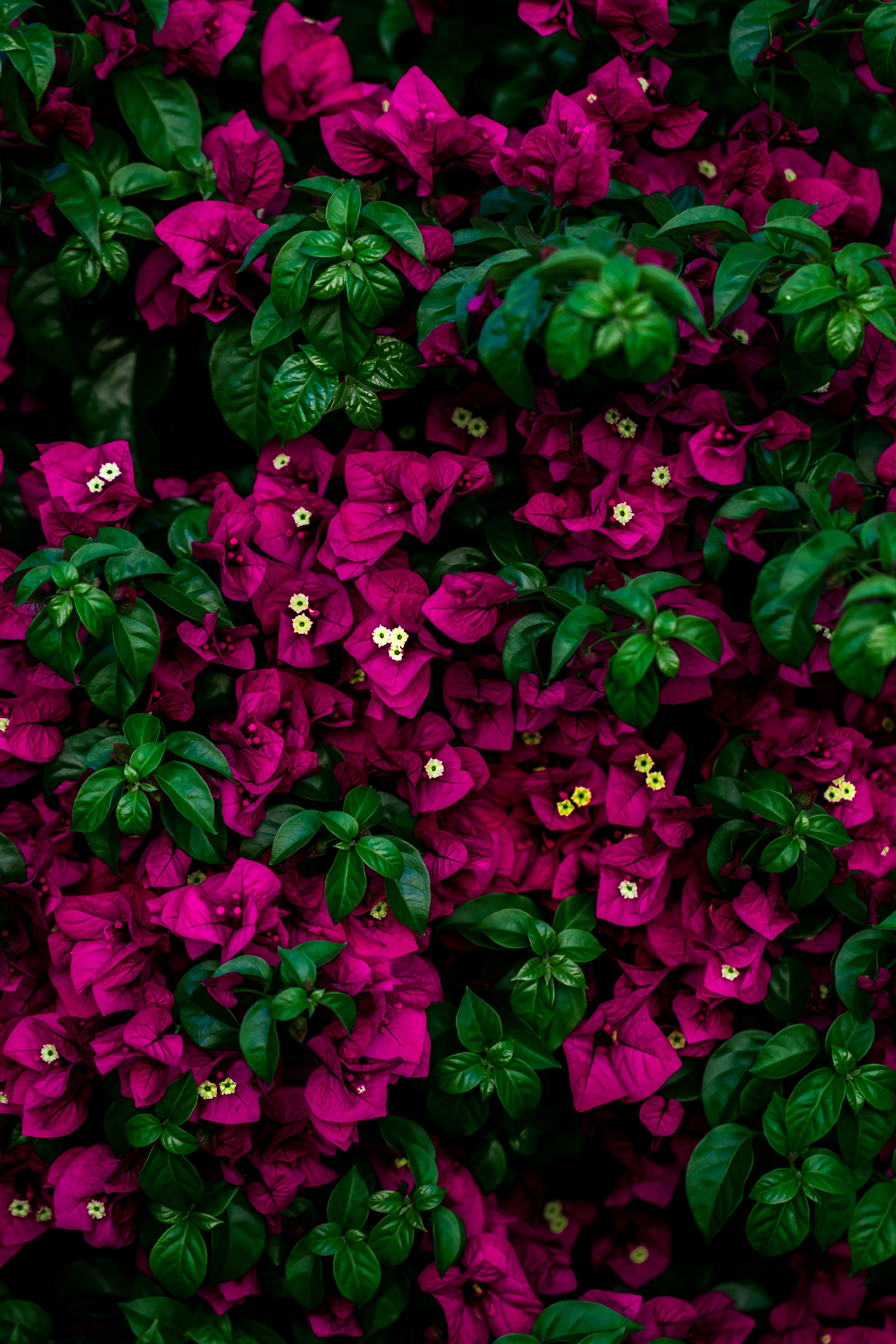 flowers, leaves, bush, pink HD wallpaper