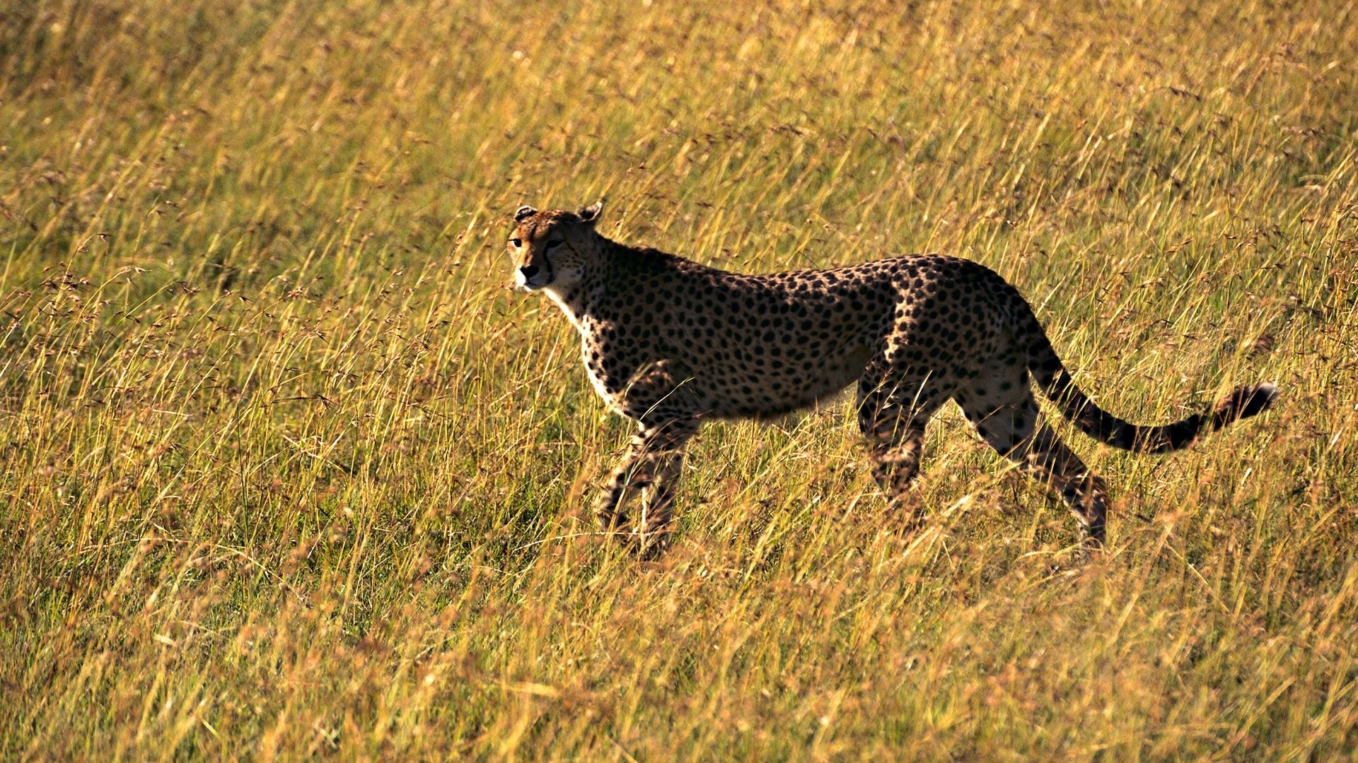 28709 Bild herunterladen tiere, geparden, gelb - Hintergrundbilder und Bildschirmschoner kostenlos