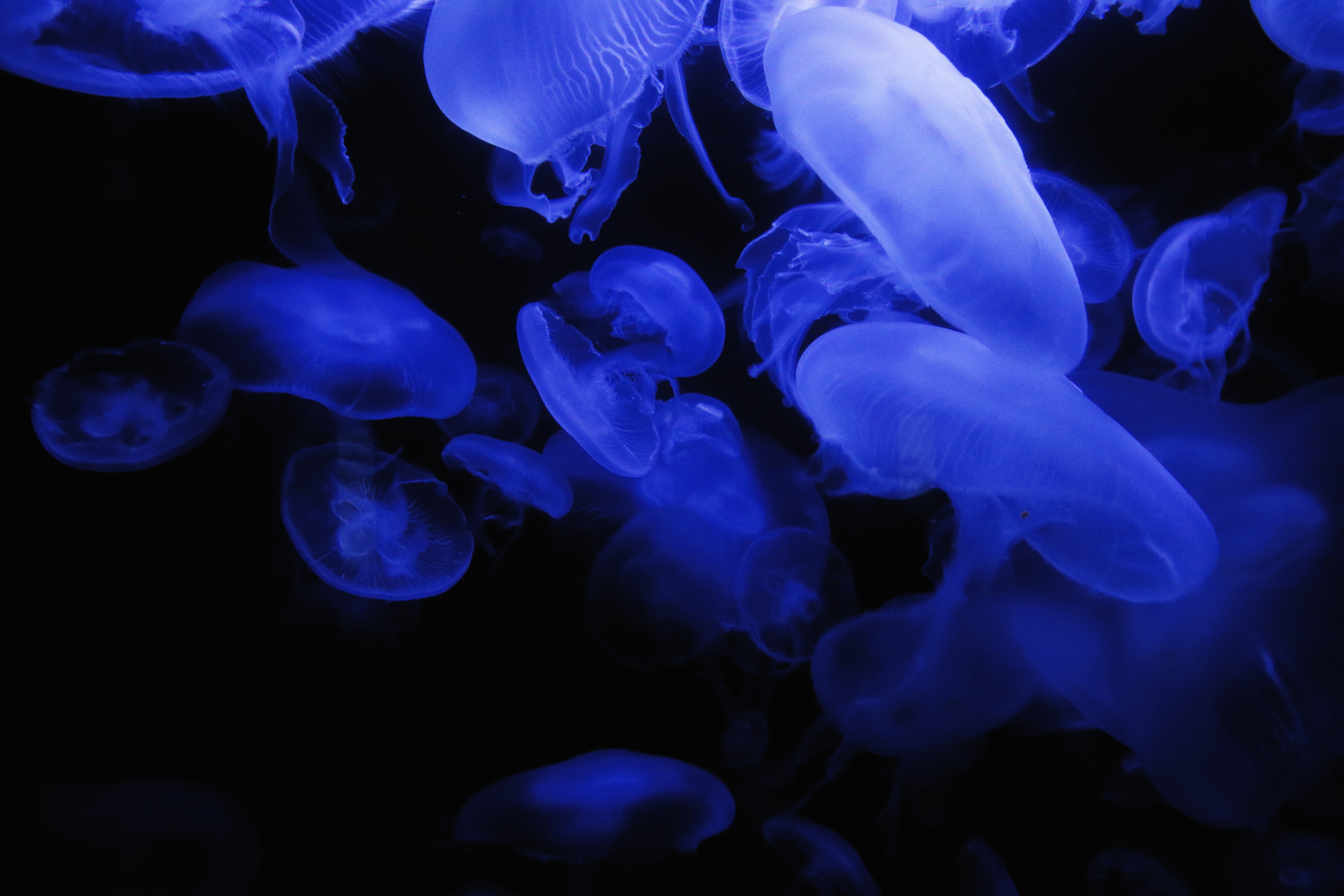 Laden Sie das Jellyfish, Dunkel, Glühen, Glow, Unterwasserwelt-Bild kostenlos auf Ihren PC-Desktop herunter
