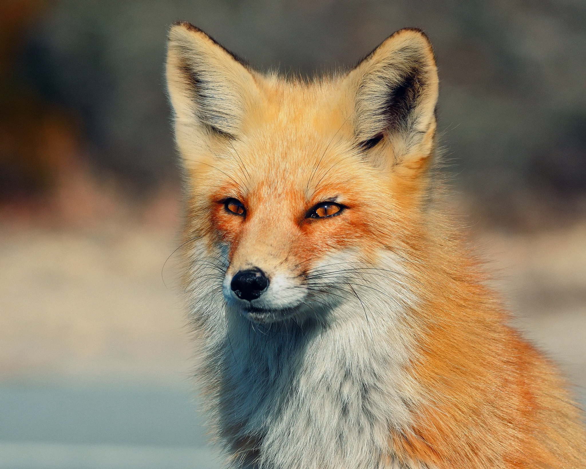 fox, animals, eyes, sight, opinion