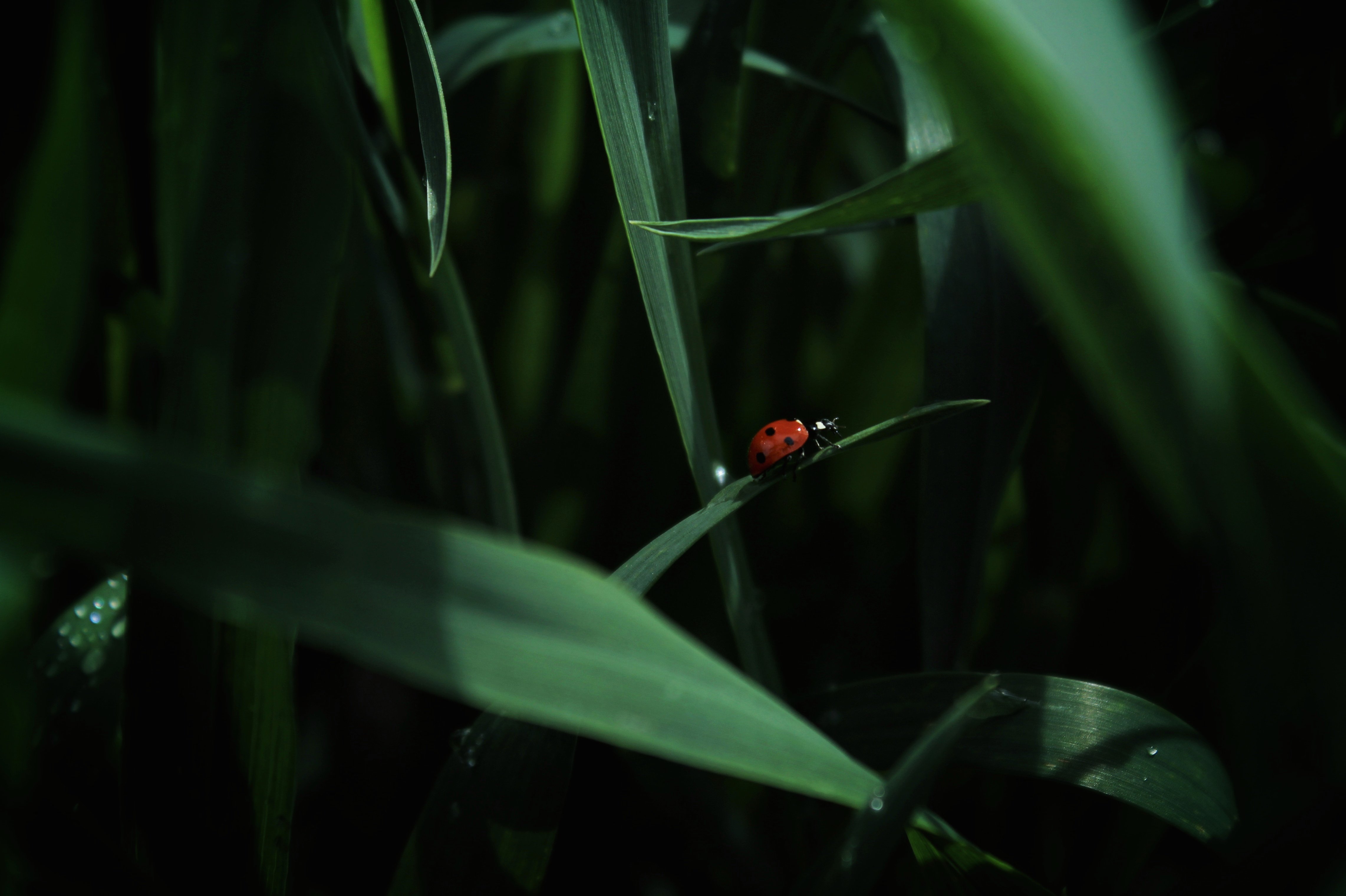 Desktop Backgrounds Ladybug insect, animals, ladybird, grass