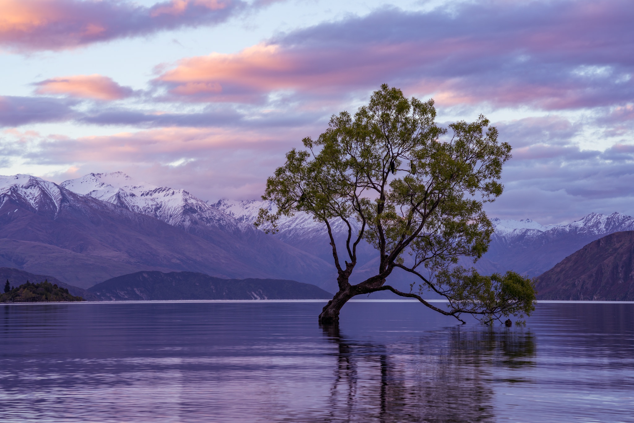 Water trees. Дерево у озера. Дерево в воде. Пейзаж вода деревья. Гора, деревья и вода.