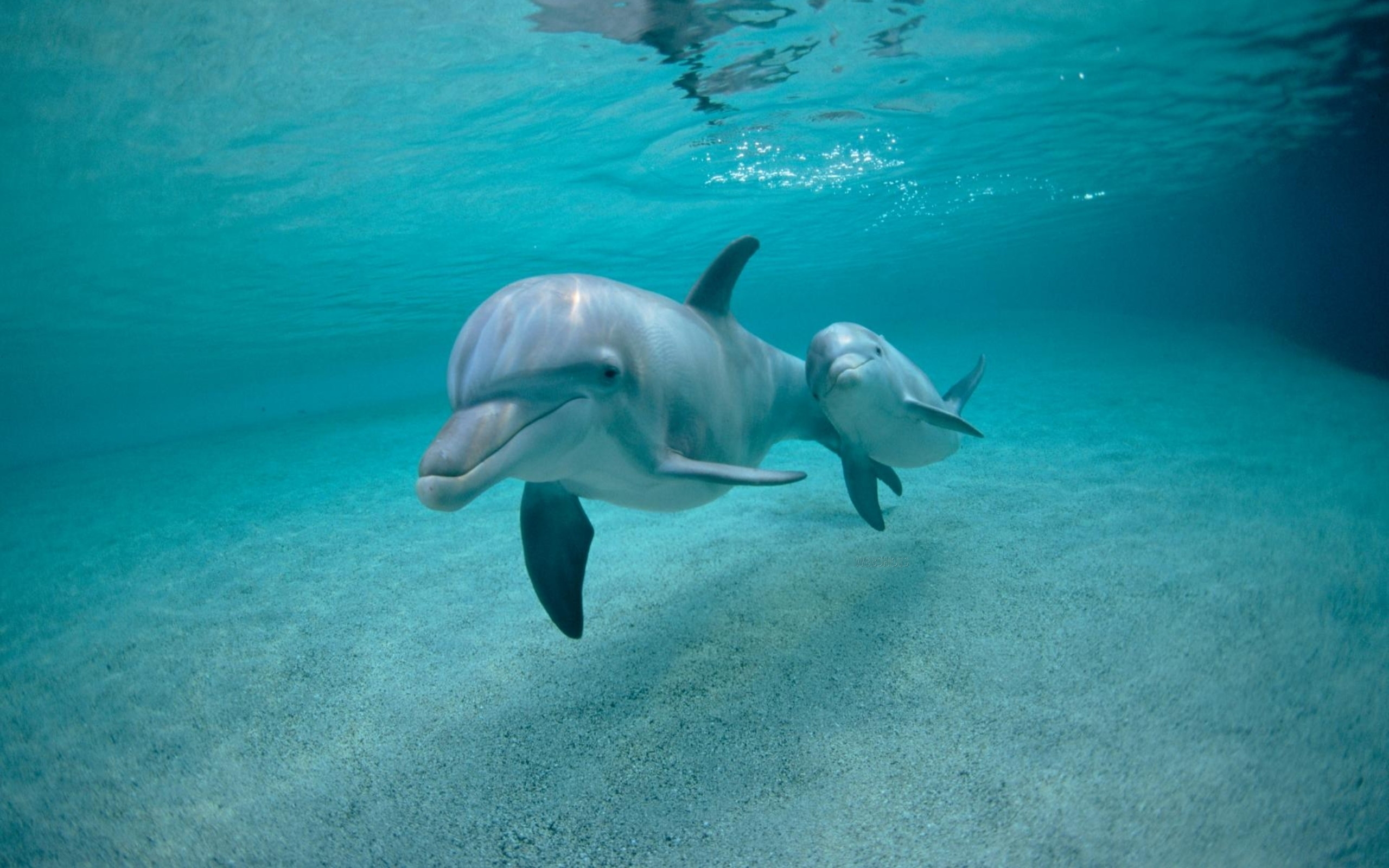 Kostenlose Delfine HD-Bilder herunterladen