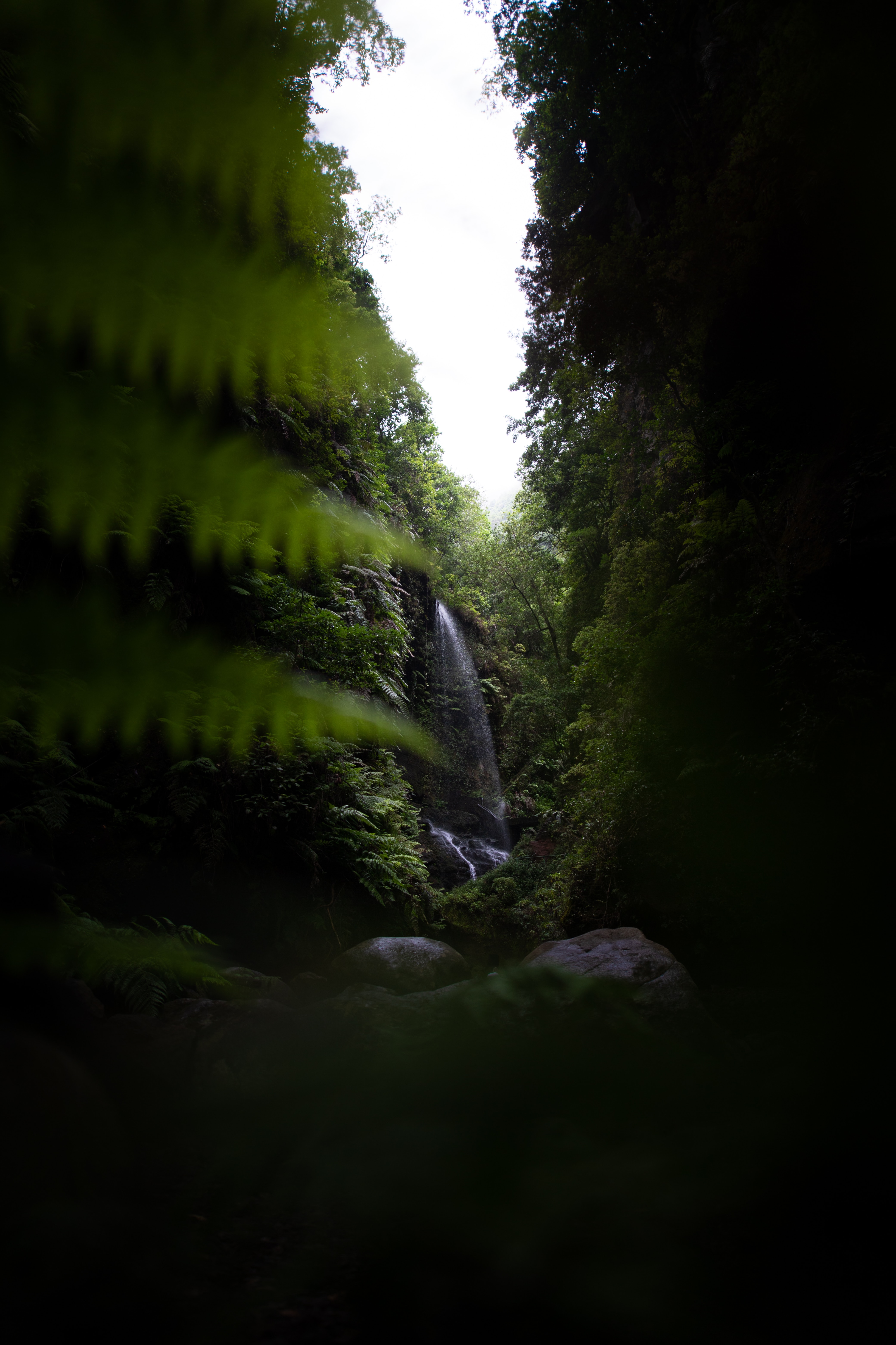 nature, dark, vegetation, waterfall HD Phone wallpaper
