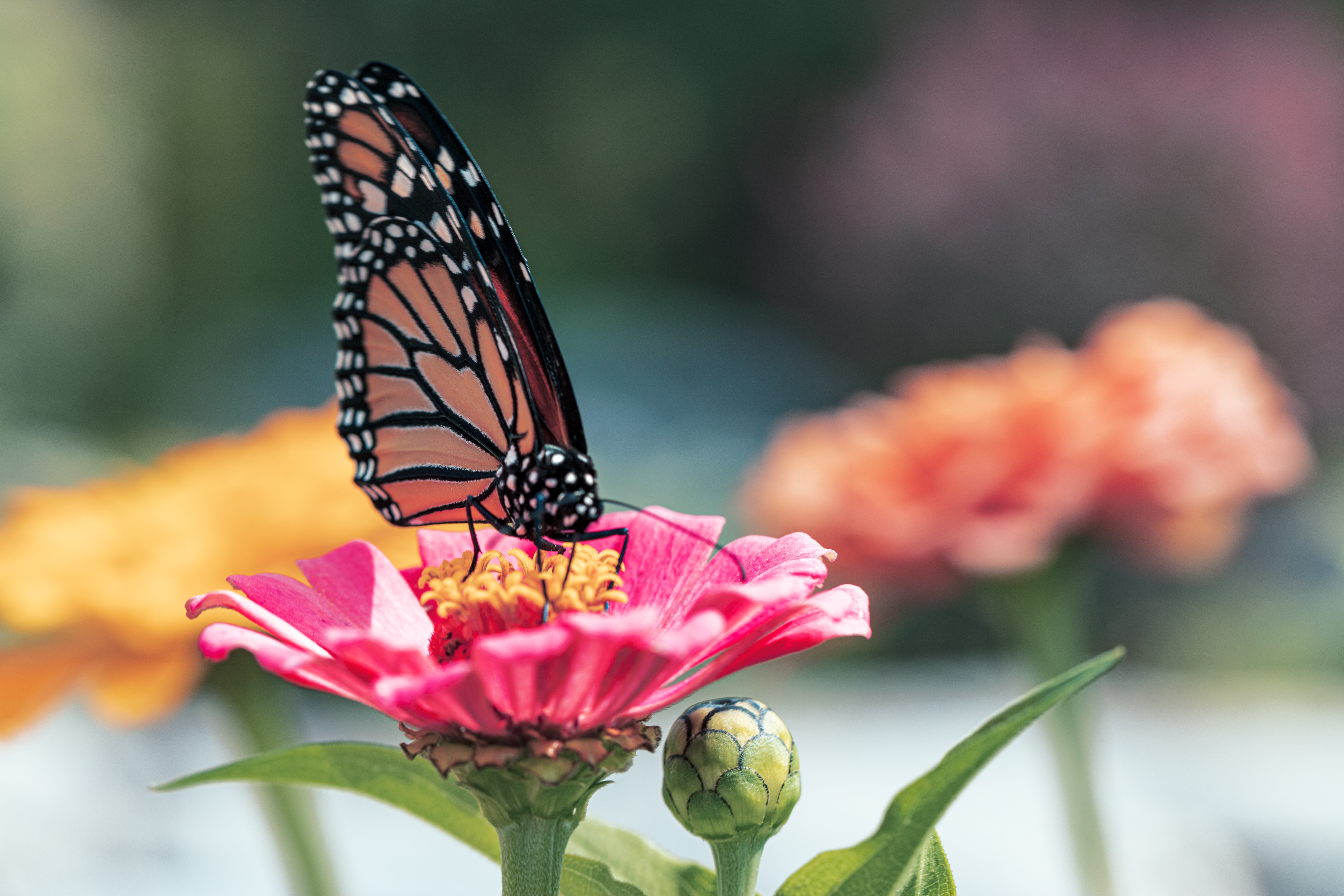 Laden Sie das Blume, Tiere, Blütenblätter, Schmetterling, Flügel-Bild kostenlos auf Ihren PC-Desktop herunter