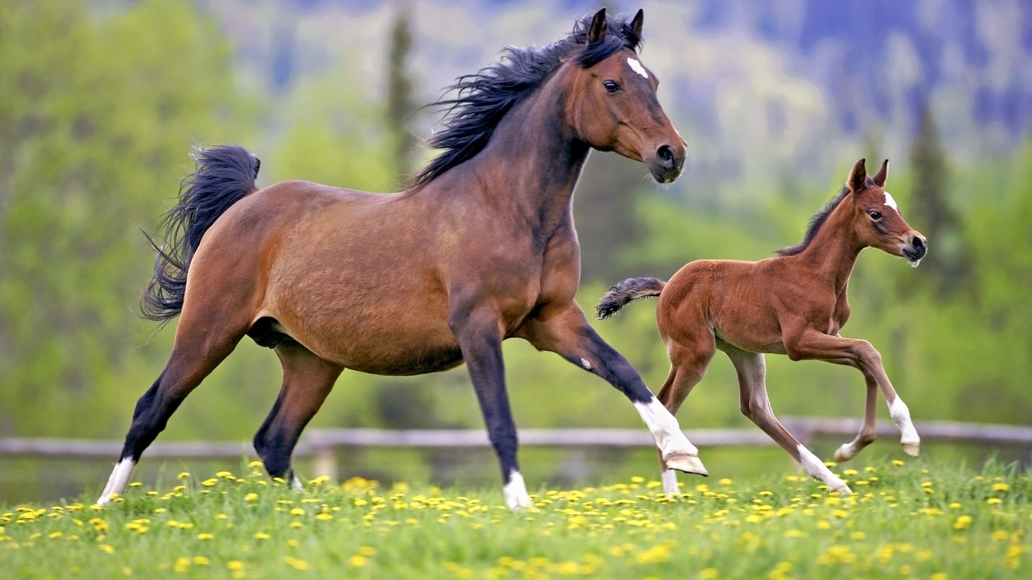 Лошадь и жеребенок картинки для детей