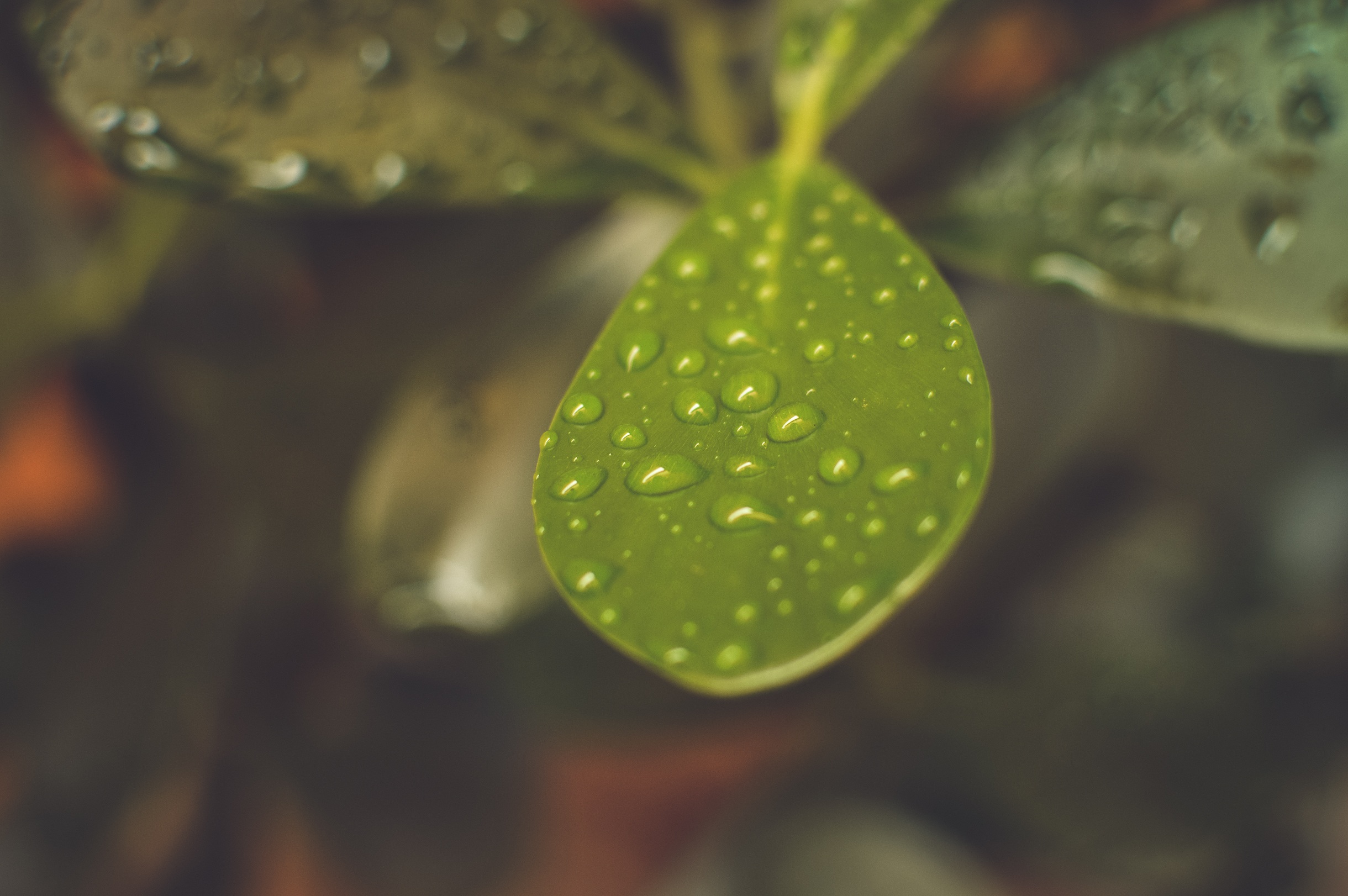 leaf, drops, blur, smooth HD Phone wallpaper