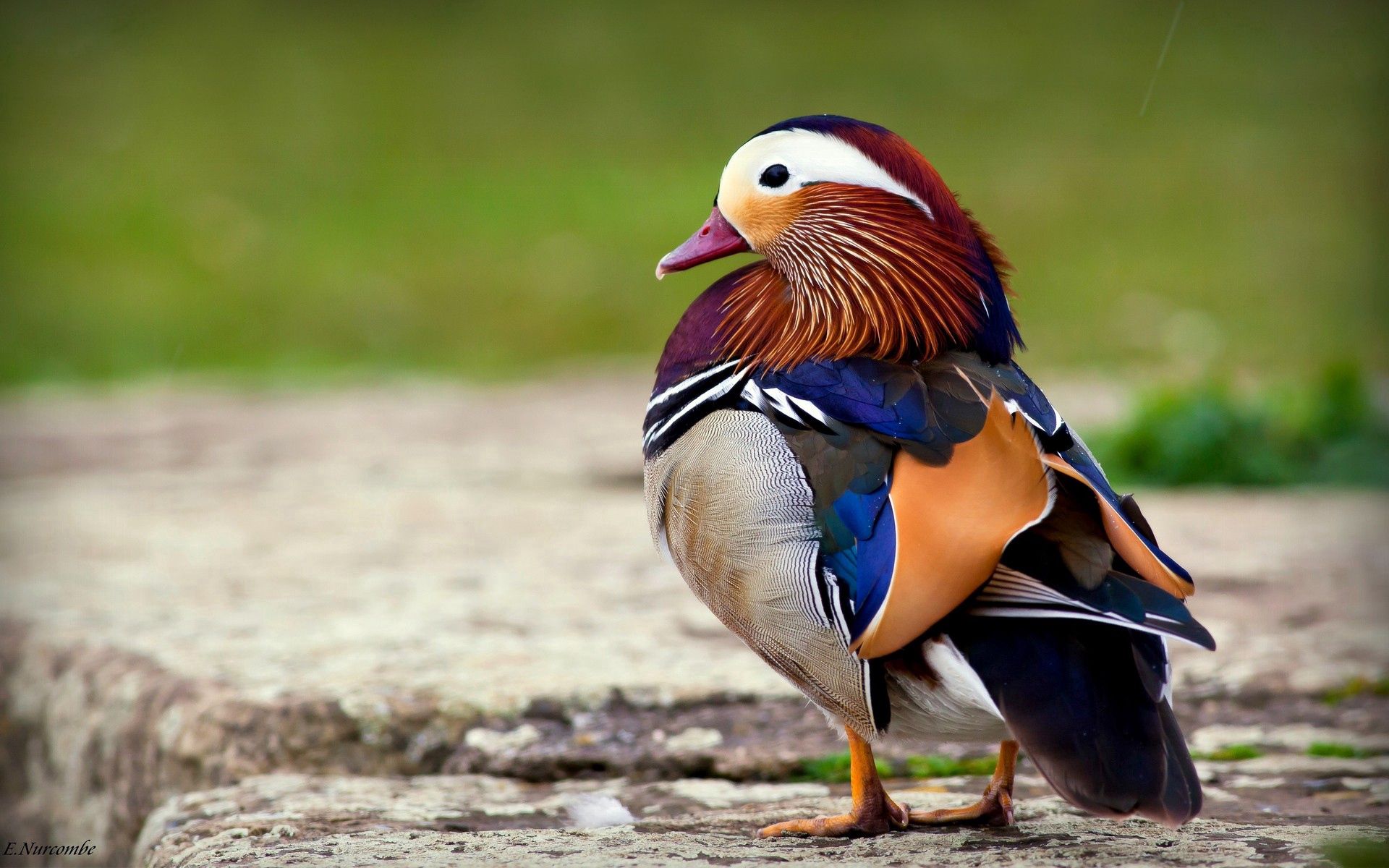 51107 download wallpaper color, animals, bird, beautiful, mandarin duck screensavers and pictures for free