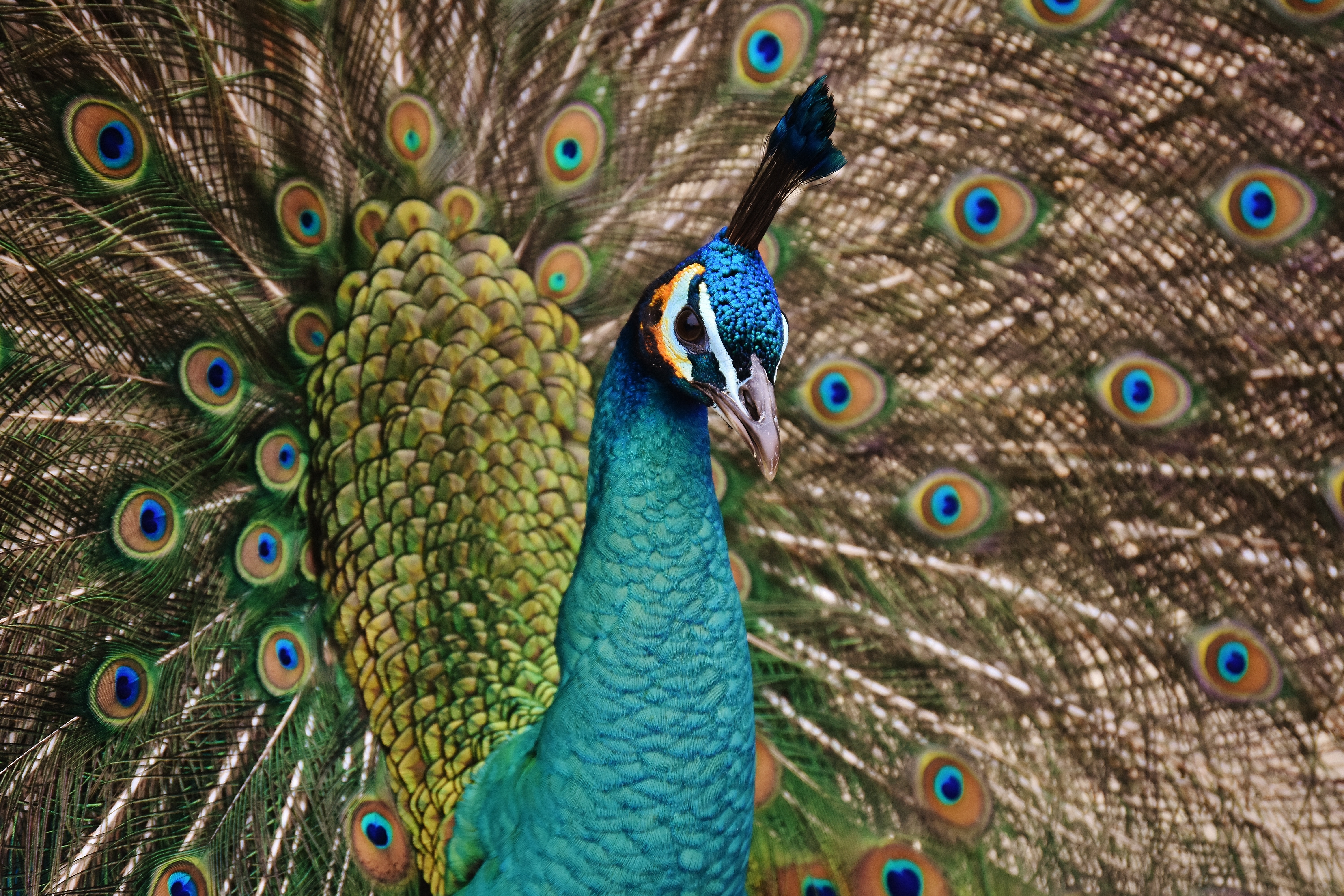 UHD wallpaper peacock, plumage, animals