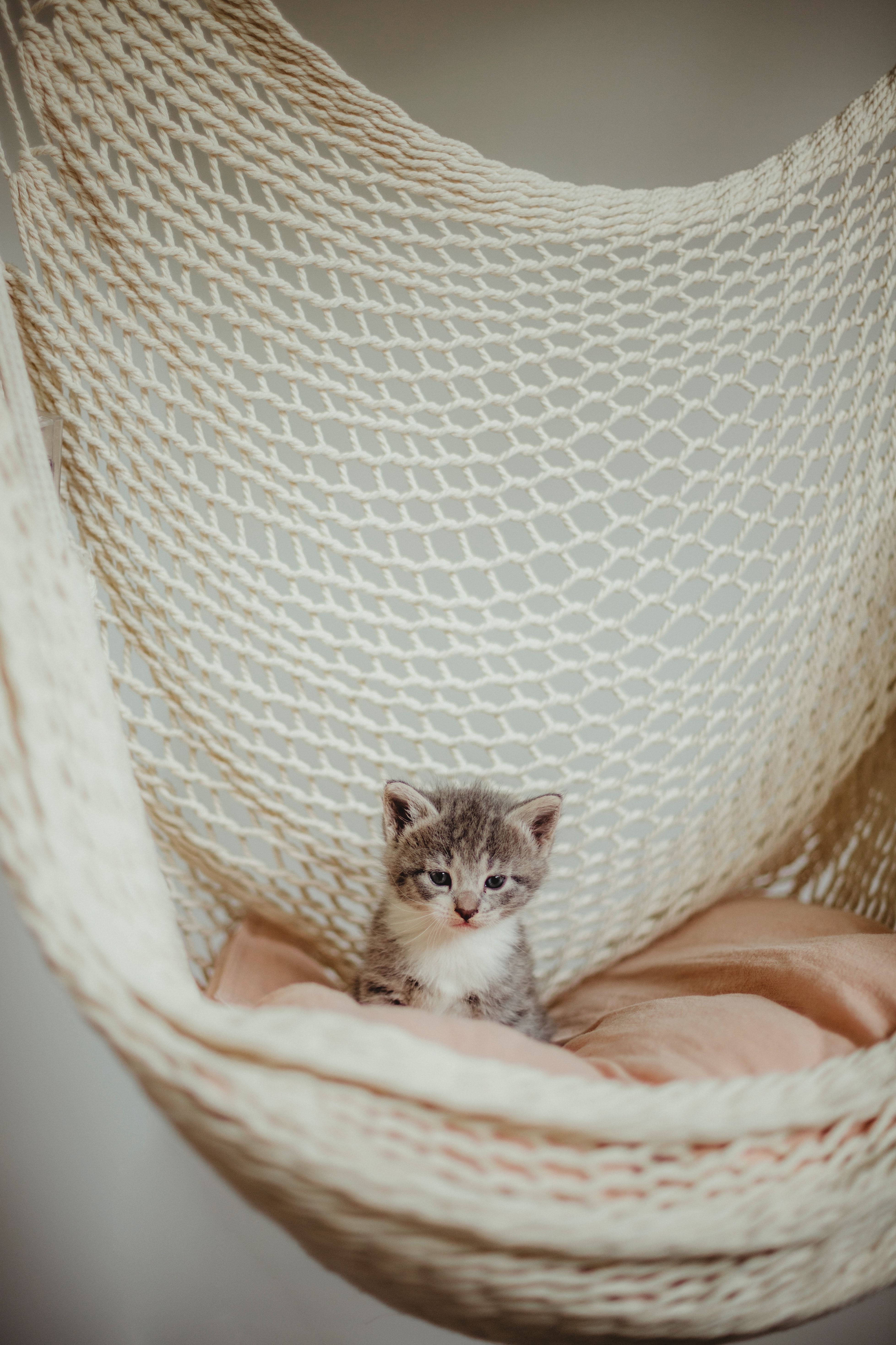 hammock, kitten, grey, kitty home screen for smartphone