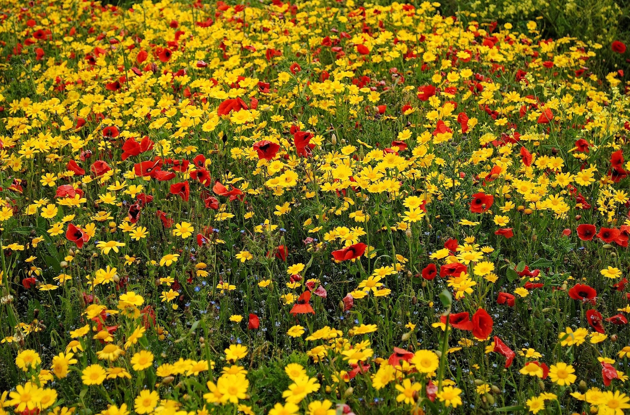 Laden Sie das Blumen, Mohn, Sommer, Kornblumen, Polyana, Glade, Stimmung-Bild kostenlos auf Ihren PC-Desktop herunter