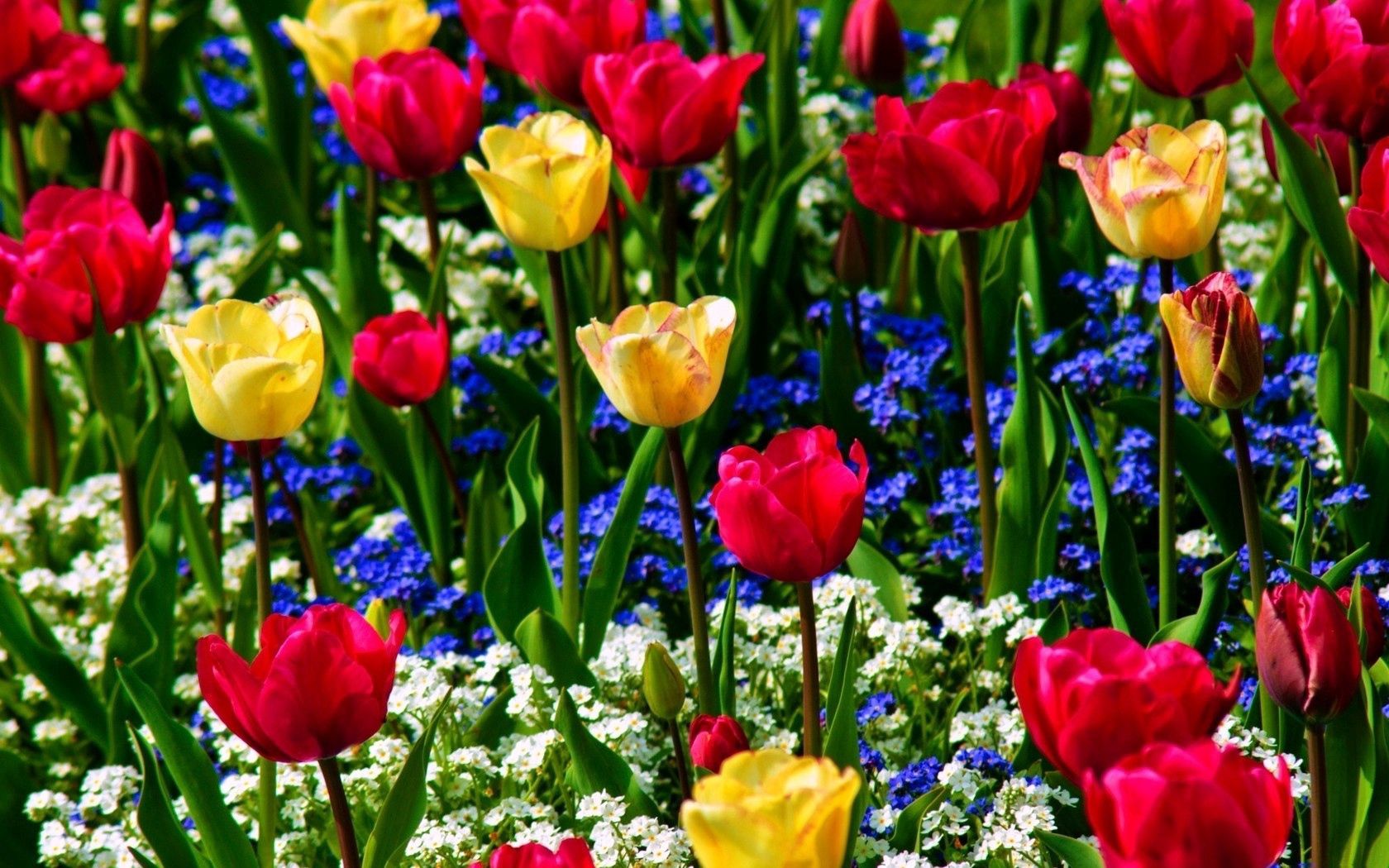 57005 télécharger le fond d'écran fleurs, tulipes, beauté, légumes verts, verdure, ambiance, humeur, oubliez-moi, my un myxons - économiseurs d'écran et images gratuitement