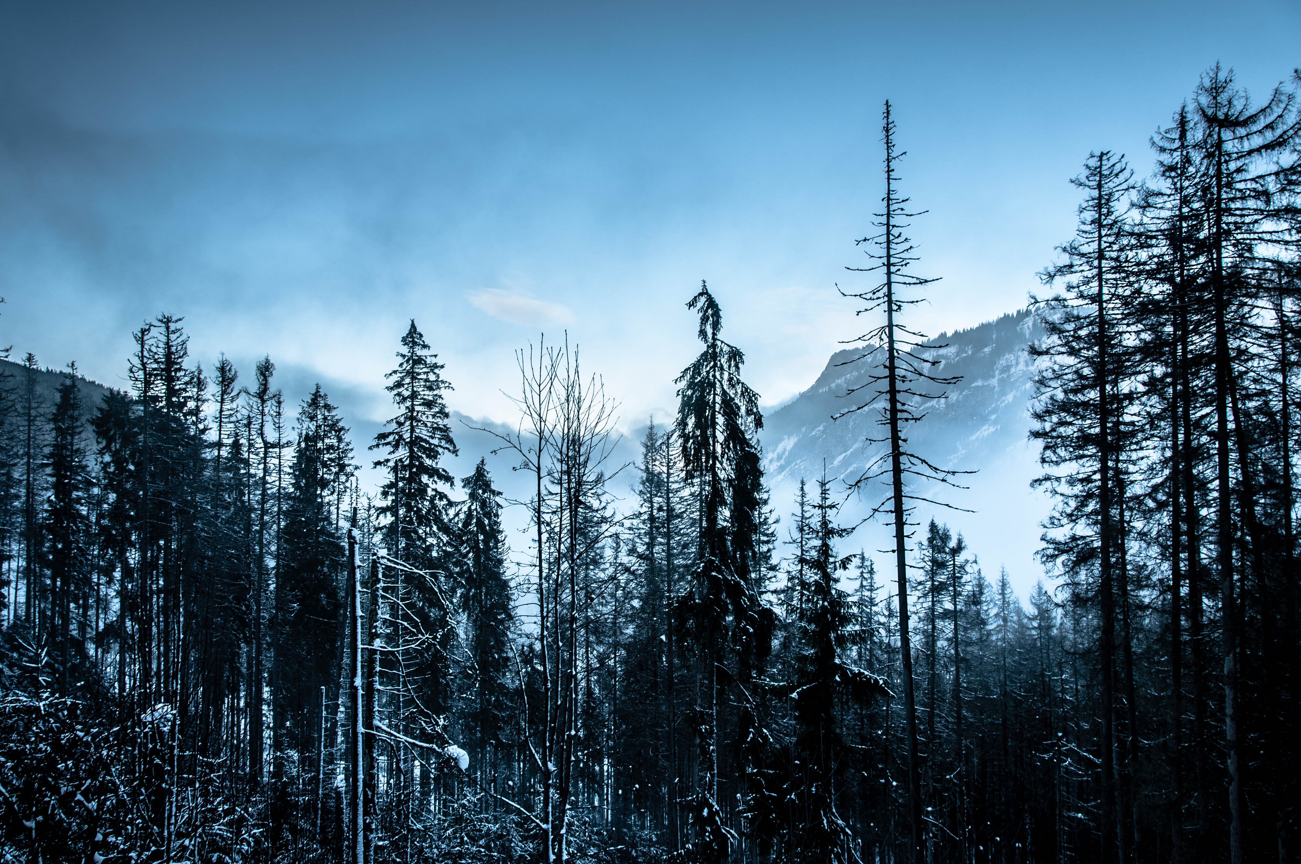 手機的114821屏保和壁紙冬天。 免費下載 树, 森林, 性质, 山 圖片
