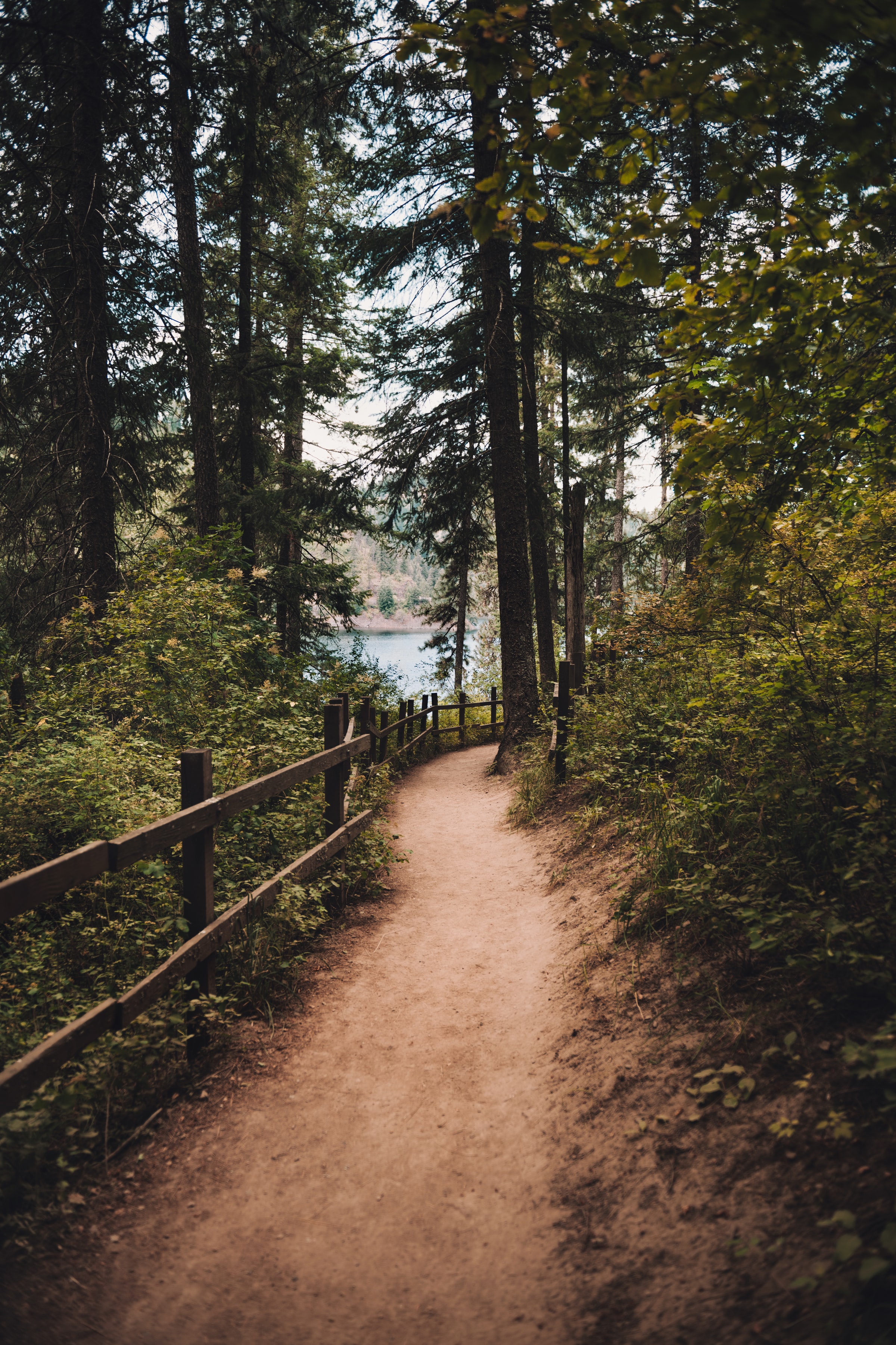 path, nature, trees, spruce, fir, fence Free Stock Photo