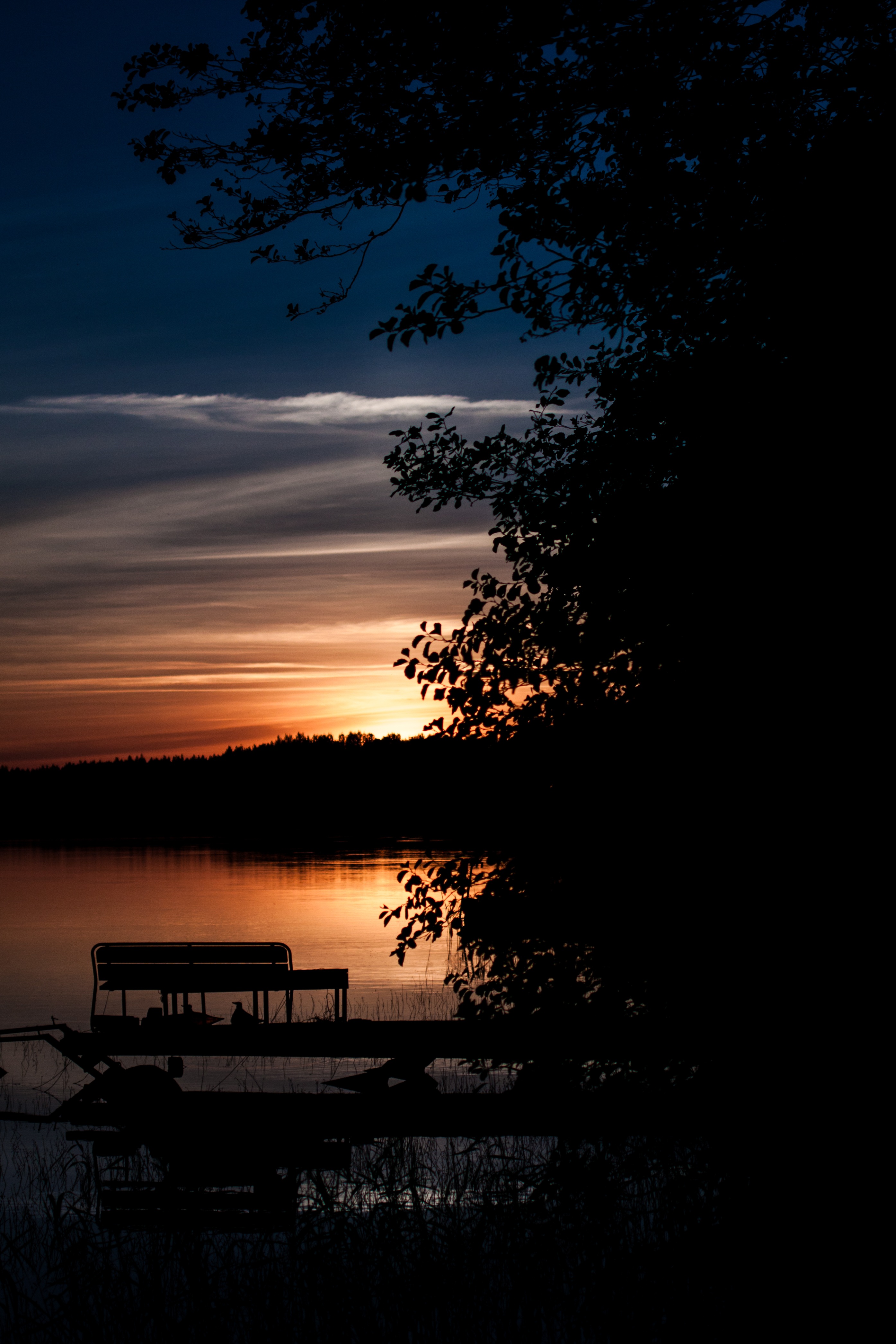 sunset, nature, sky, night, wood, tree, evening cellphone