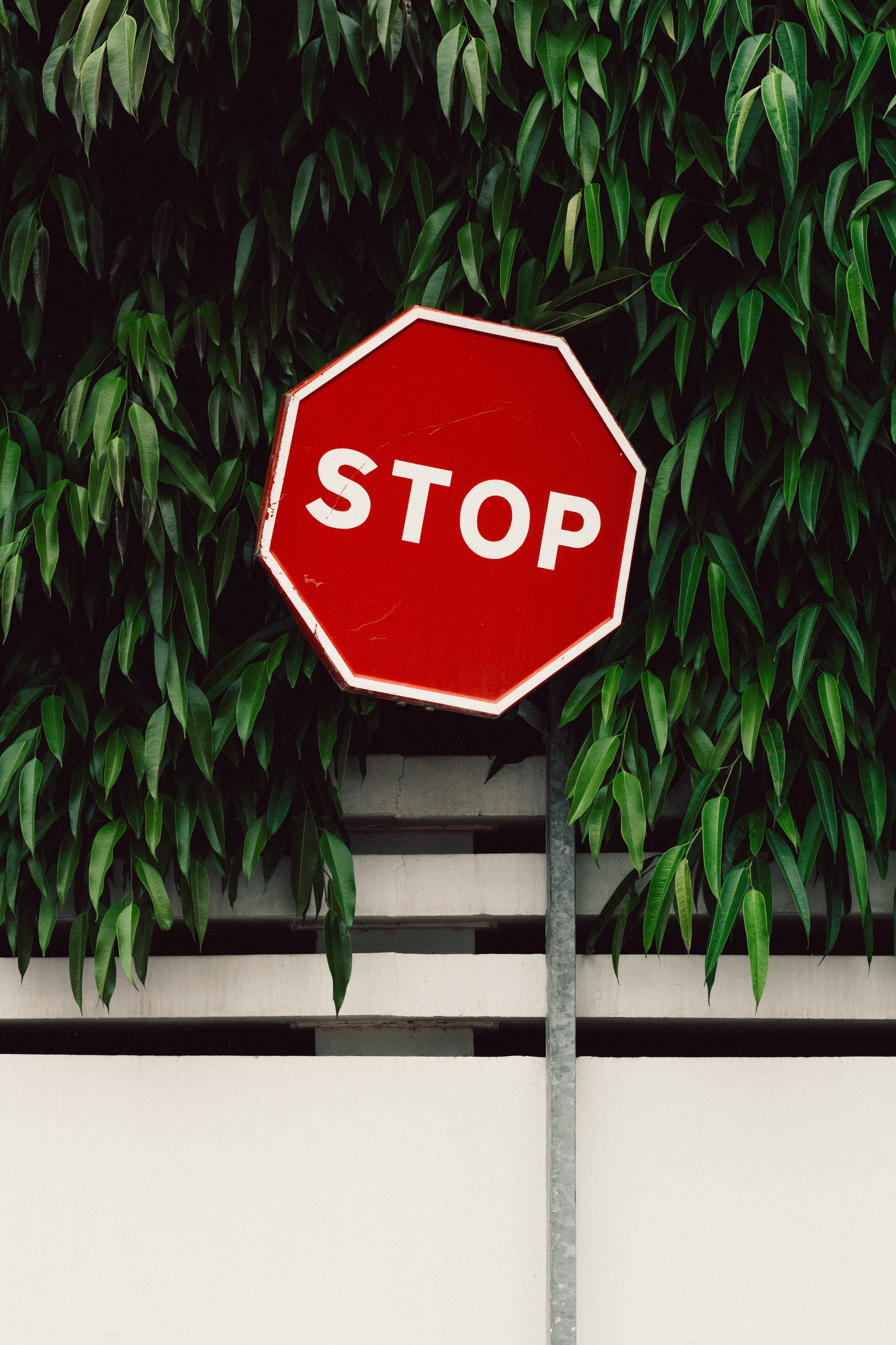 Cool Backgrounds foliage, words, stop, fence Sign