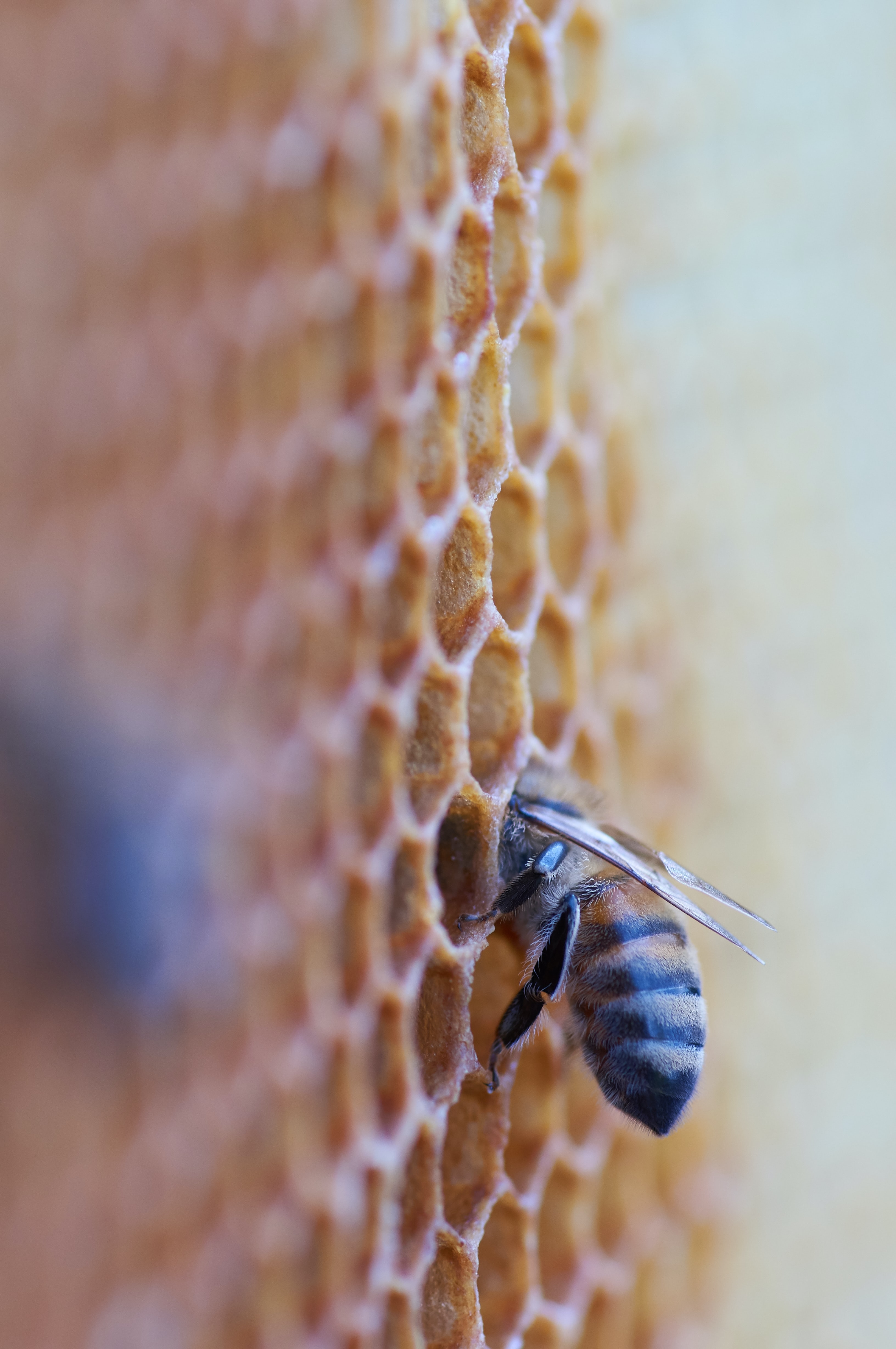 80106 download wallpaper bee, macro, insect, honeycomb screensavers and pictures for free