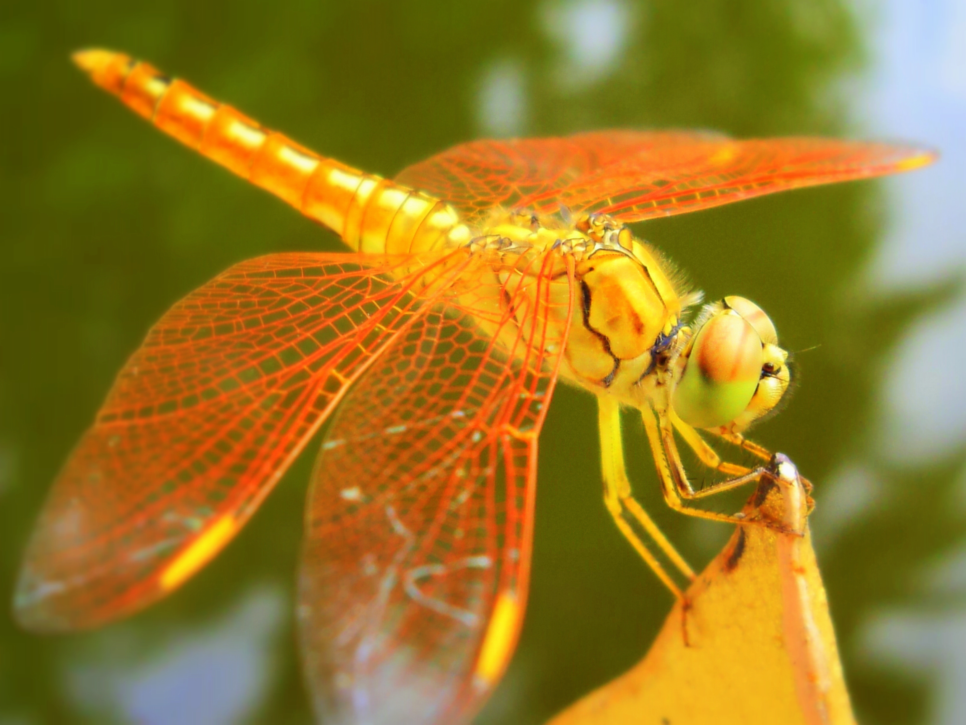 macro, animal, dragonfly, close up, insects