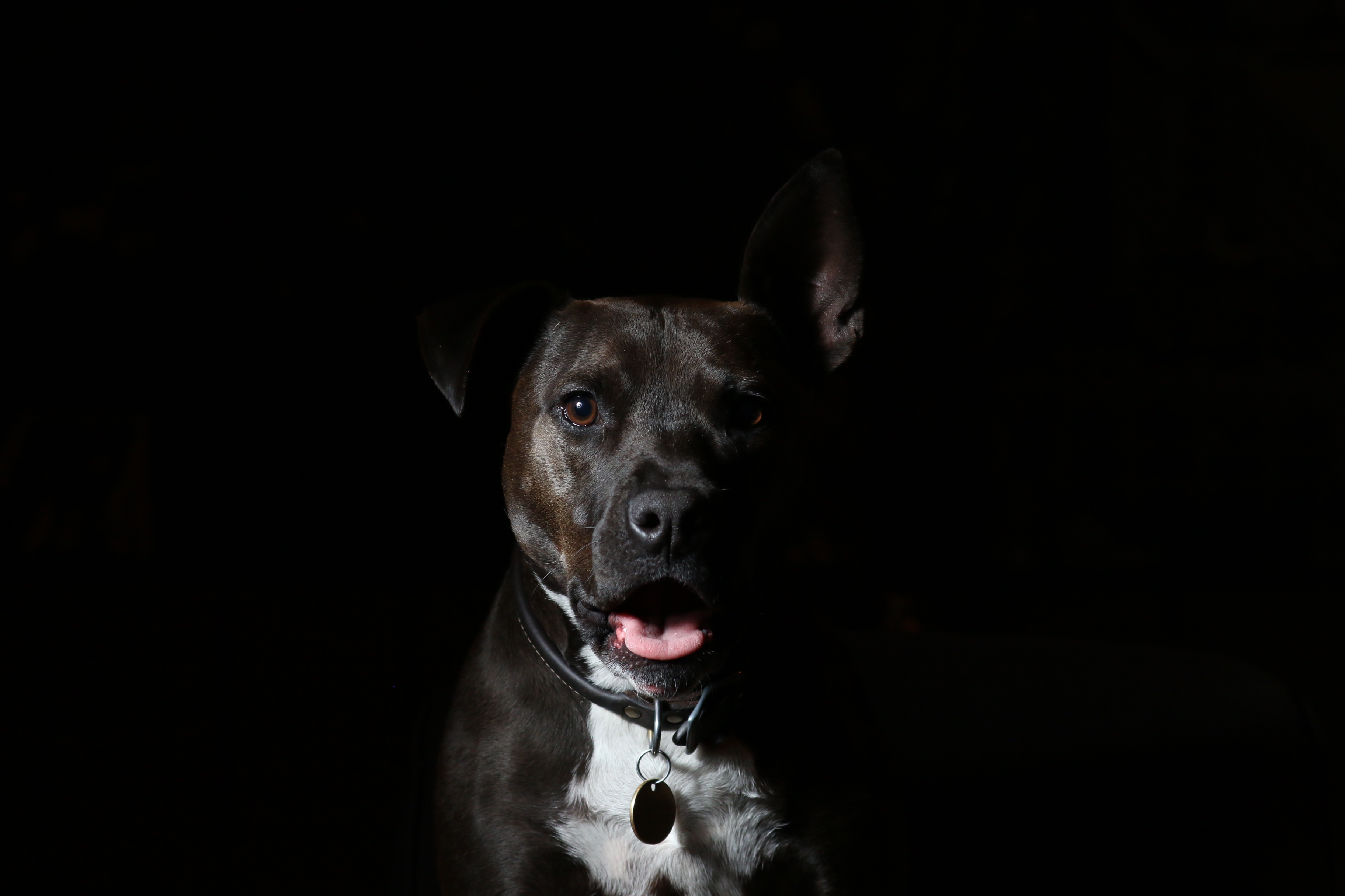 Laden Sie American Staffordshire Terrier HD-Desktop-Hintergründe herunter