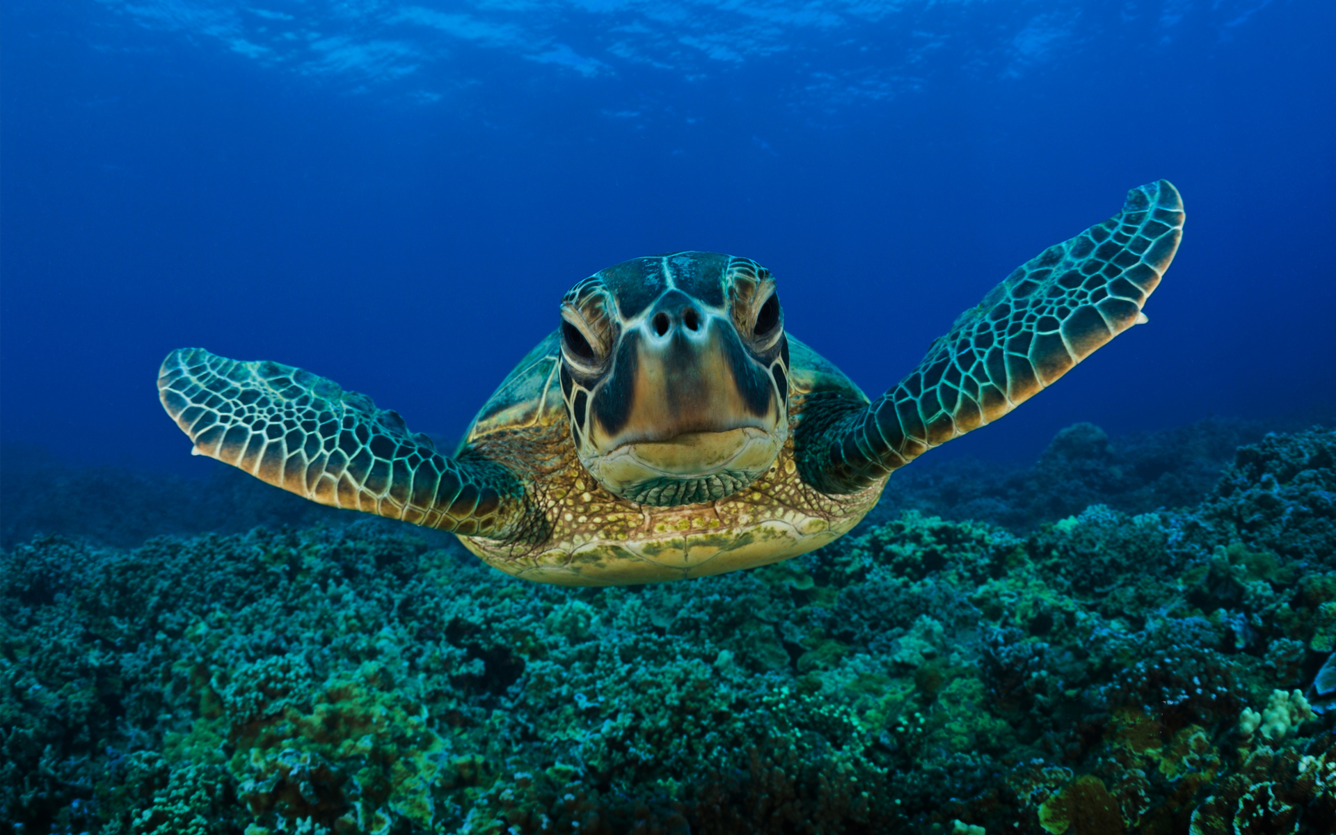 turtles, animal, sea turtle wallpaper for mobile