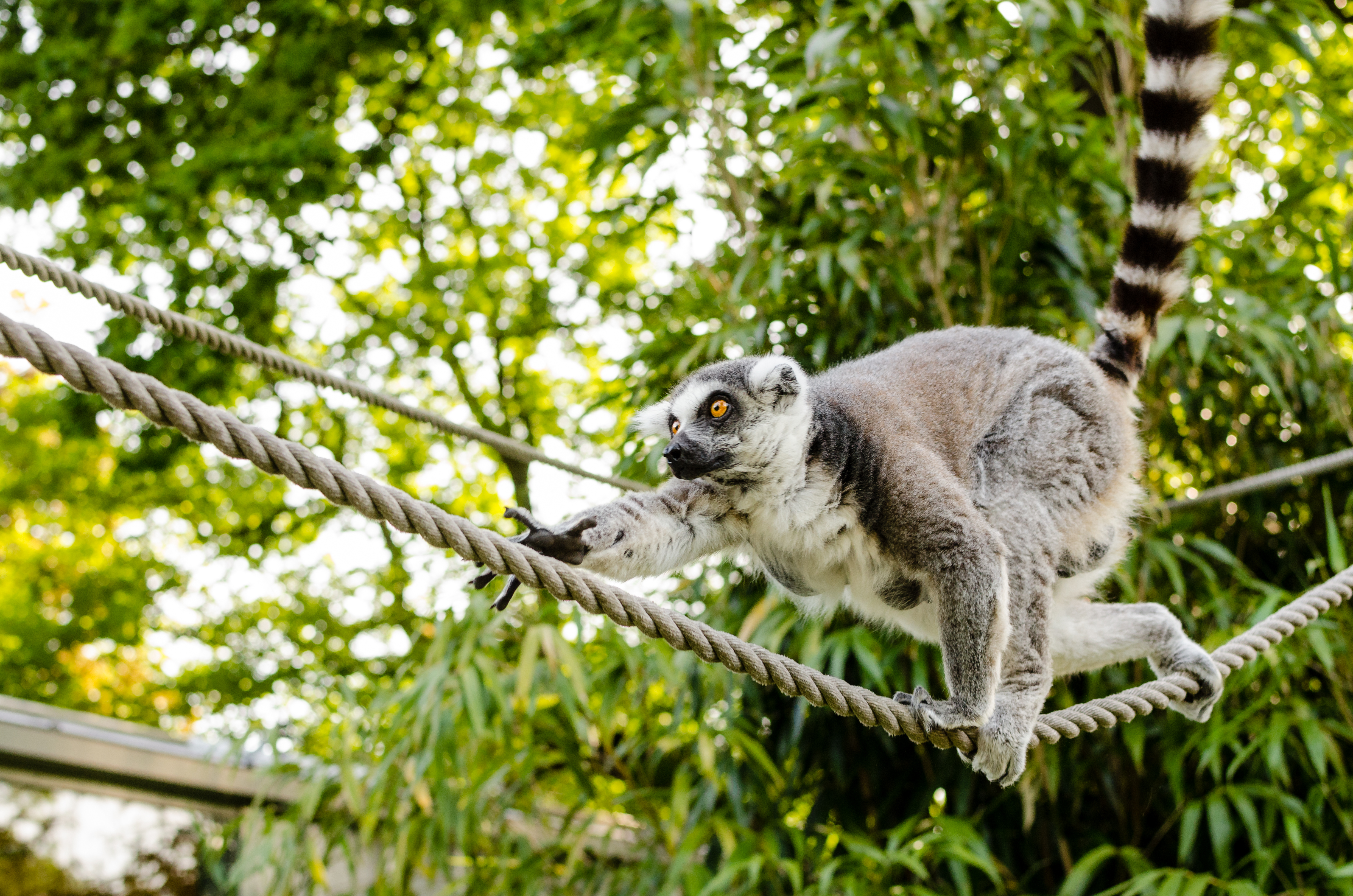 94697 Bildschirmschoner und Hintergrundbilder Lemur auf Ihrem Telefon. Laden Sie tiere, katta, katzenmaki Bilder kostenlos herunter