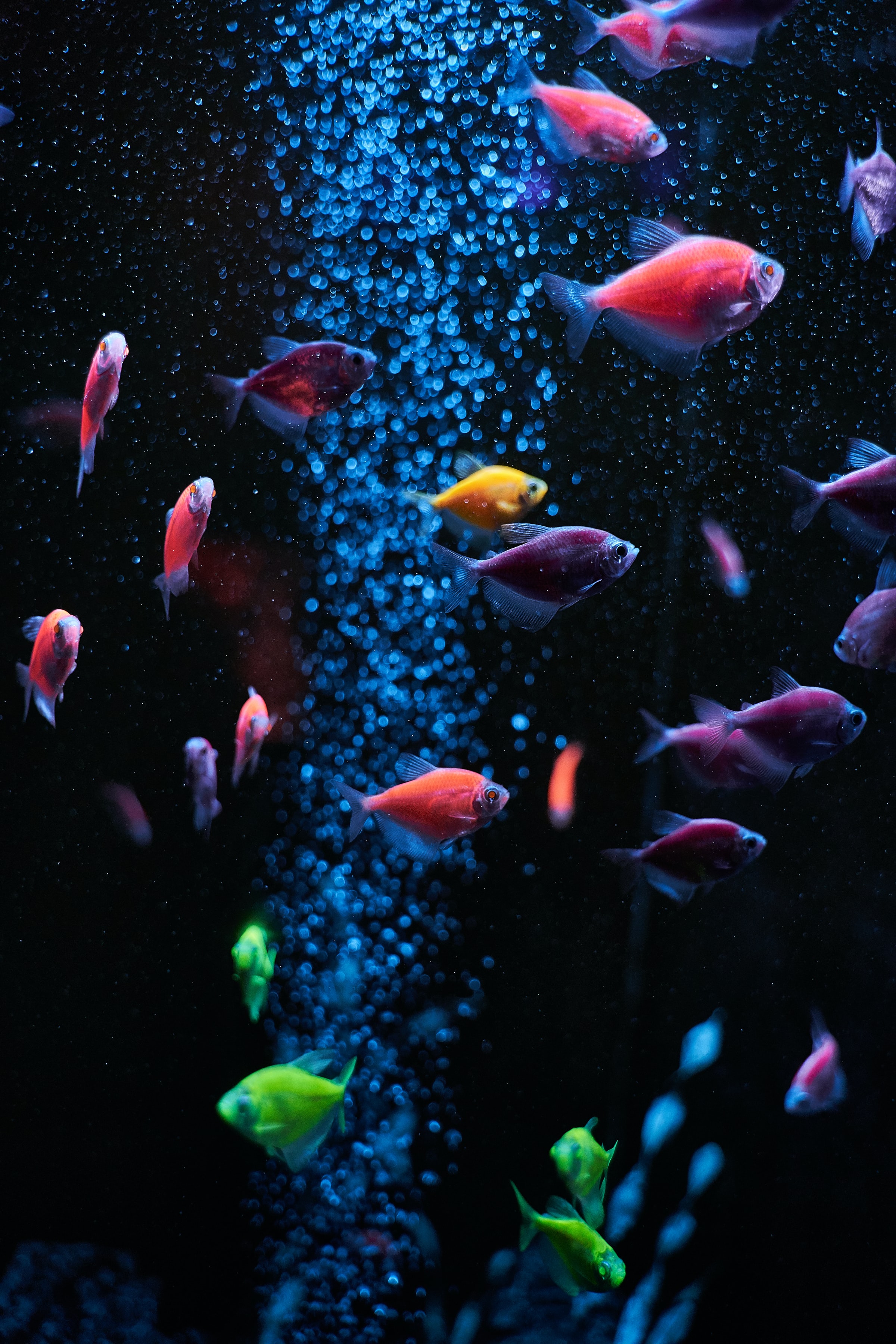 aquarium, fishes, water, animals, bubbles Full HD